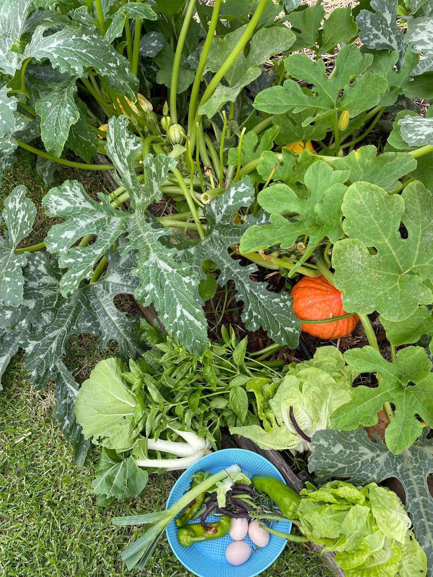 Let your garden decide your dinner plan.

Seasonal availability can guide your tastebuds to explore waaay beyond what a cookbook can offer. Here in the Illawarra we&rsquo;re chuffed to enjoy a diversity of produce pretty much year round.

I&rsquo;ll 