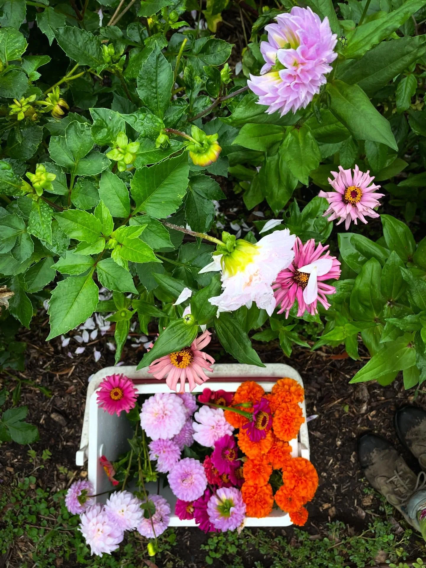 Harvesting edible bouquets for today&rsquo;s

SEEDLING SALE 9am-12 midday

Popes Road, Woonona