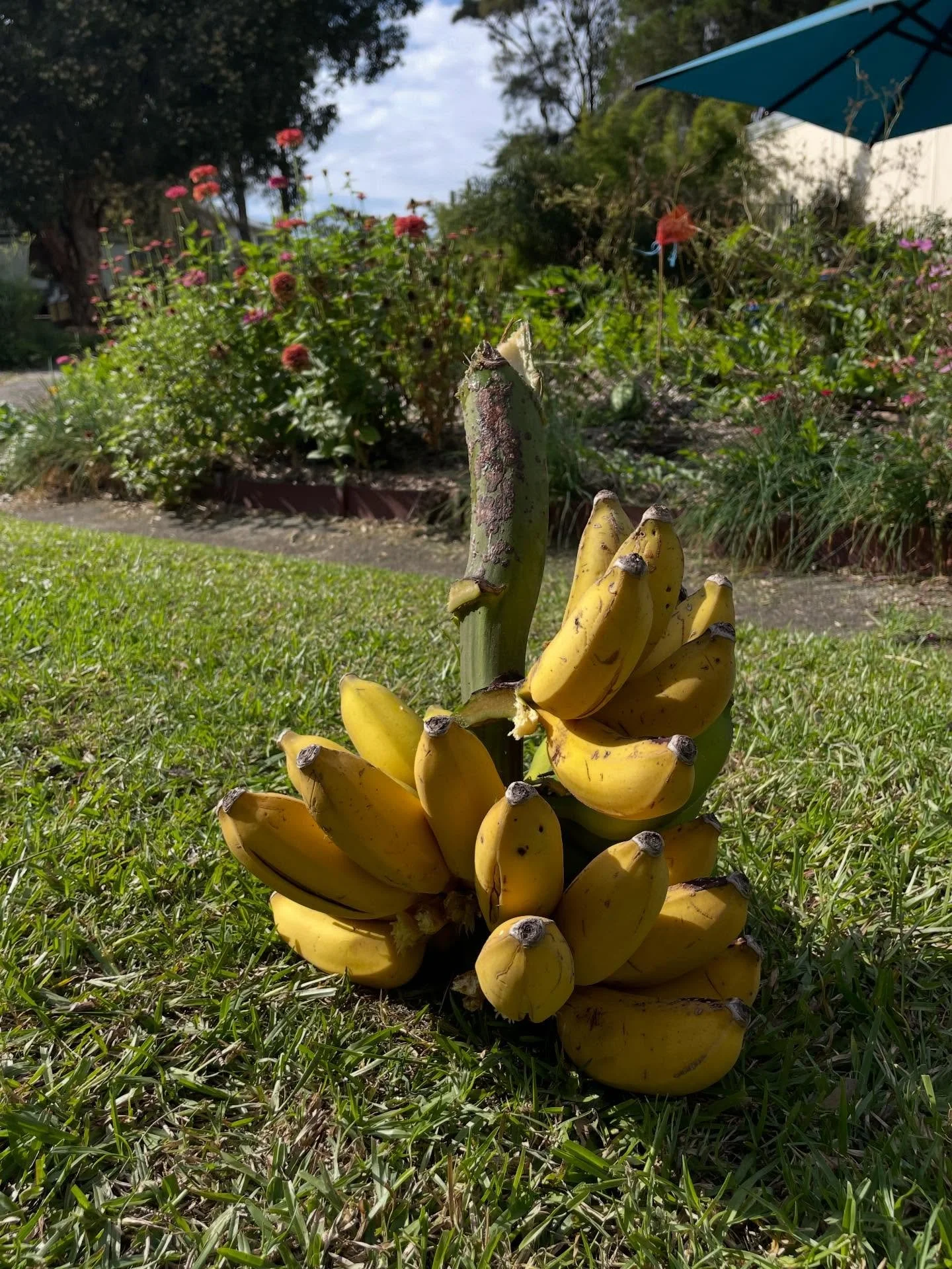 Yesterday I got a bit overwhelmed thinking about our food systems.

I went down a little wormhole &amp; found 88 % of Australians live in capital cities or the cities nearby major centres. This means less space to grow, less light to get into the poc