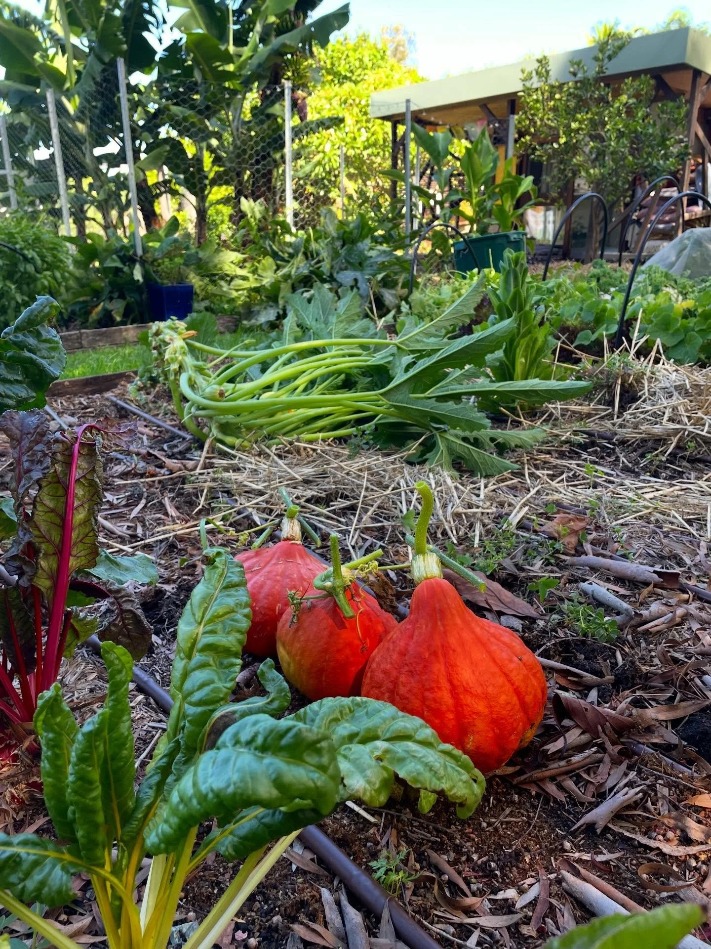 As one season slowly closes there&rsquo;s another rhythm to pick up on.

Autumn is around the corner, harvesting fat golden orbs of sunshine (or- red kuri pumpkin; thanks @transitionfarm for your quality seed) clearing spent crops with Zac&rsquo;s he