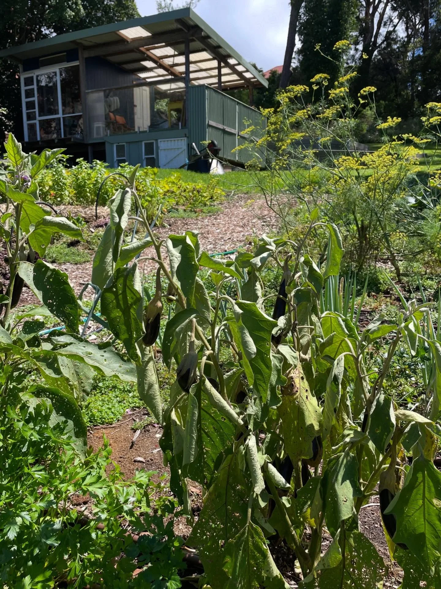 Not everything I plant turns to gold - goodness only knows why 🤣

I have no idea what happened to this eggplant. It grew, it flowered, set fruit then turned up its toes. Gardening is like that sometimes. Keeps you curious.

Finding this scattered so