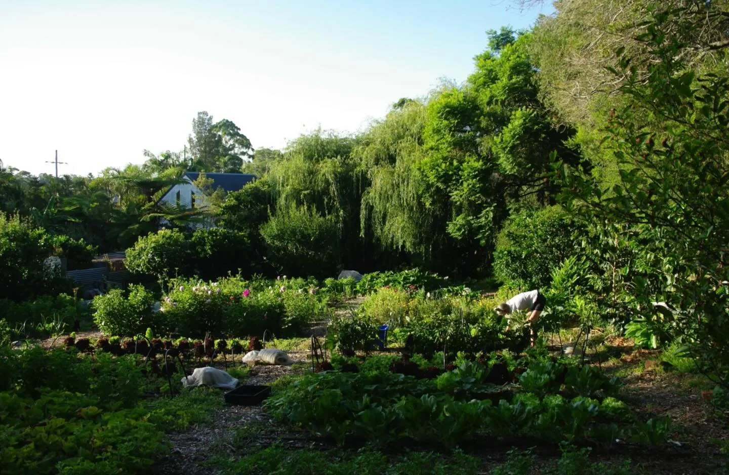 It&rsquo;s been floating around in my head for a little, a mental discussion about

Gardens as ecosystems.

Now it&rsquo;s hotly contested whether you can make friends with salad, but you can most definately make them with watermelon and flowers. 
Th