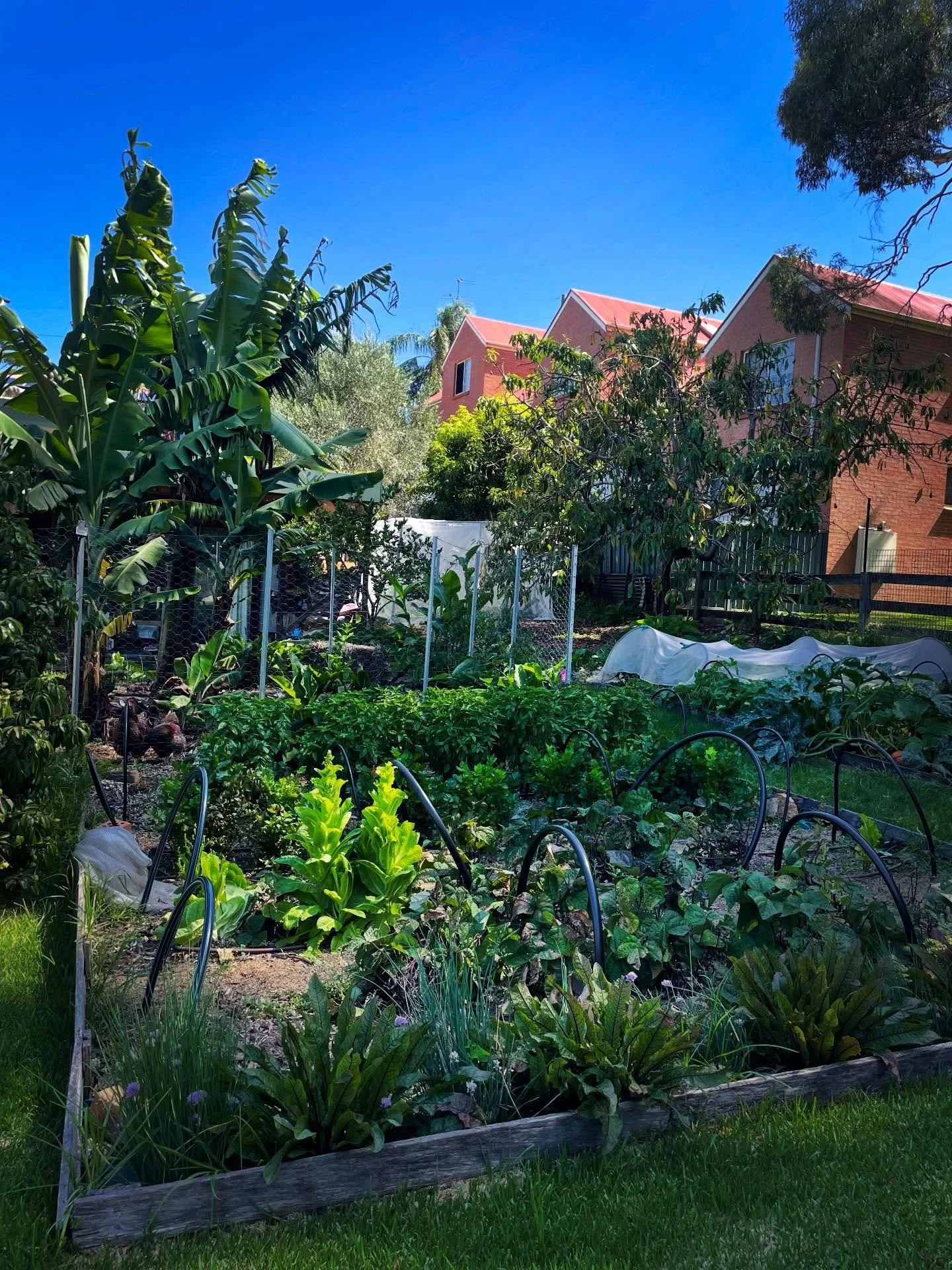 Afternoon delights.

One trick on your food growing journey is just to hang out in the space and observe. See where you&rsquo;d like to watch your food grow, think about how you move through the space and is there anything casting big shadows?

Sweet