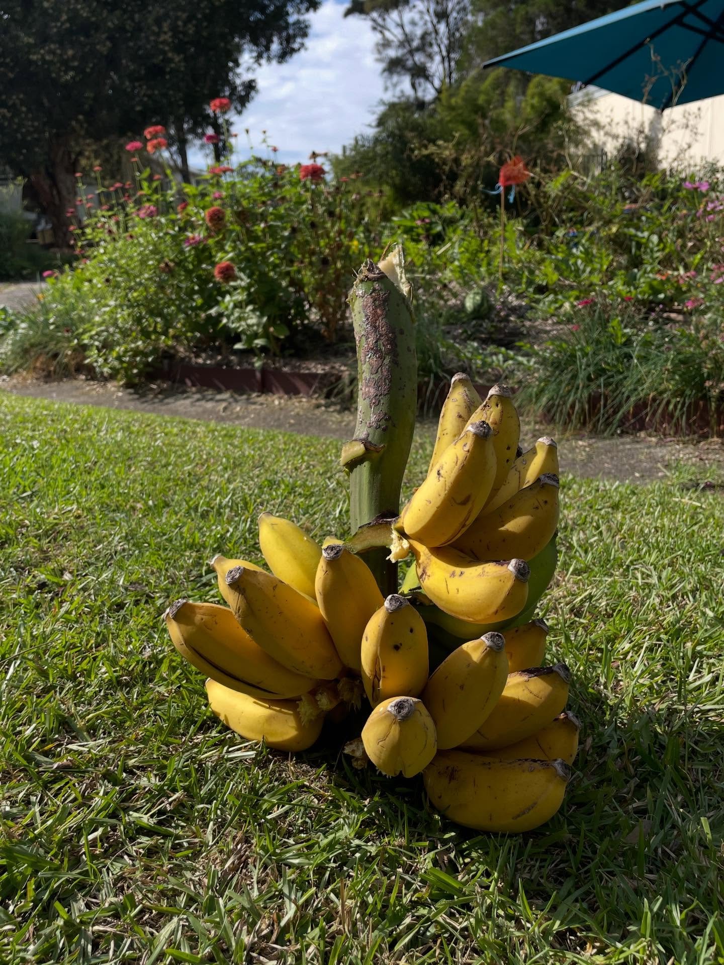 Yesterday I got a bit overwhelmed thinking about our food systems.

I went down a little wormhole &amp; found 88 % of Australians live in capital cities or the cities nearby major centres. This means less space to grow, less light to get into the poc