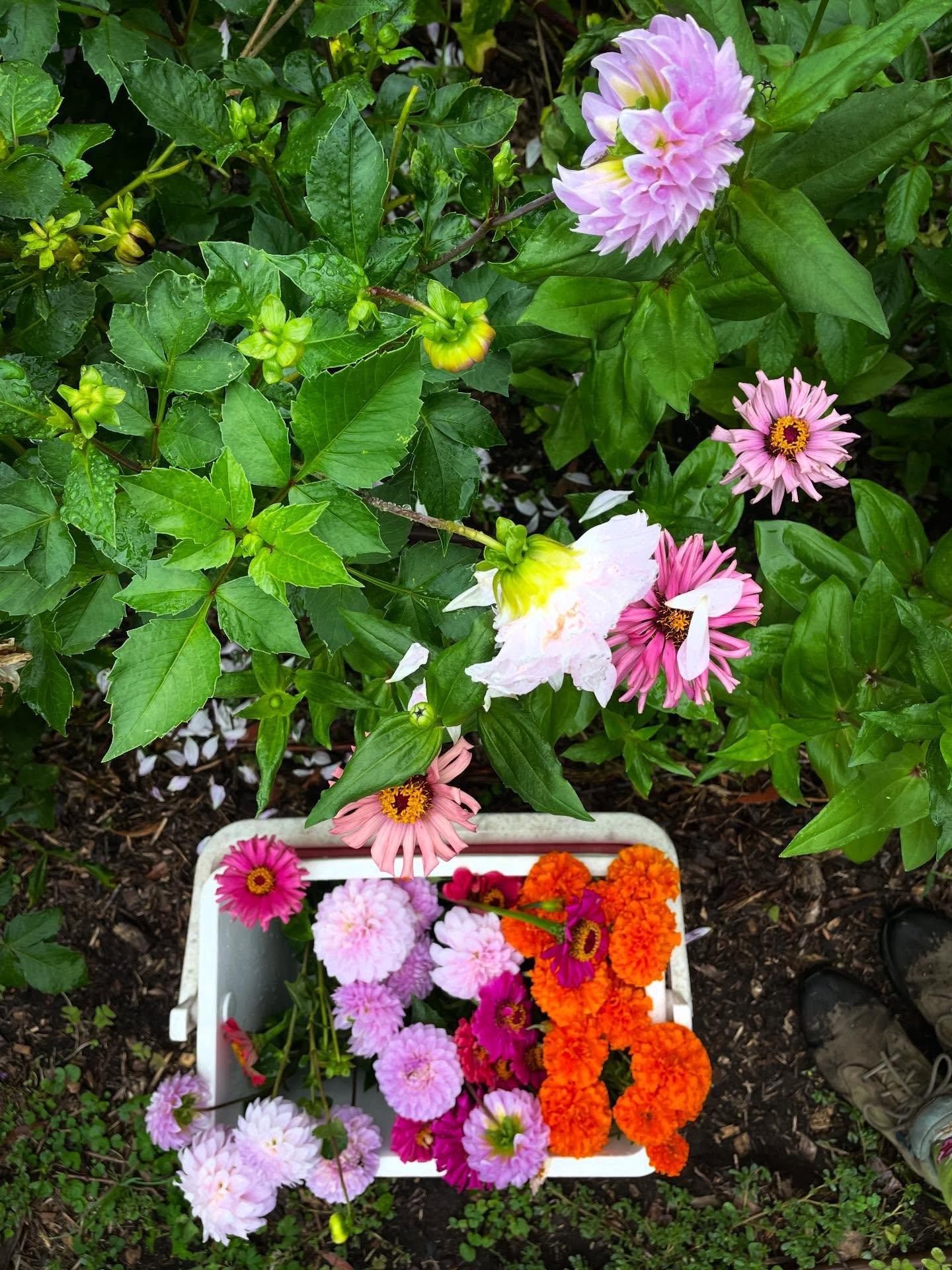 Harvesting edible bouquets for today&rsquo;s

SEEDLING SALE 9am-12 midday

Popes Road, Woonona