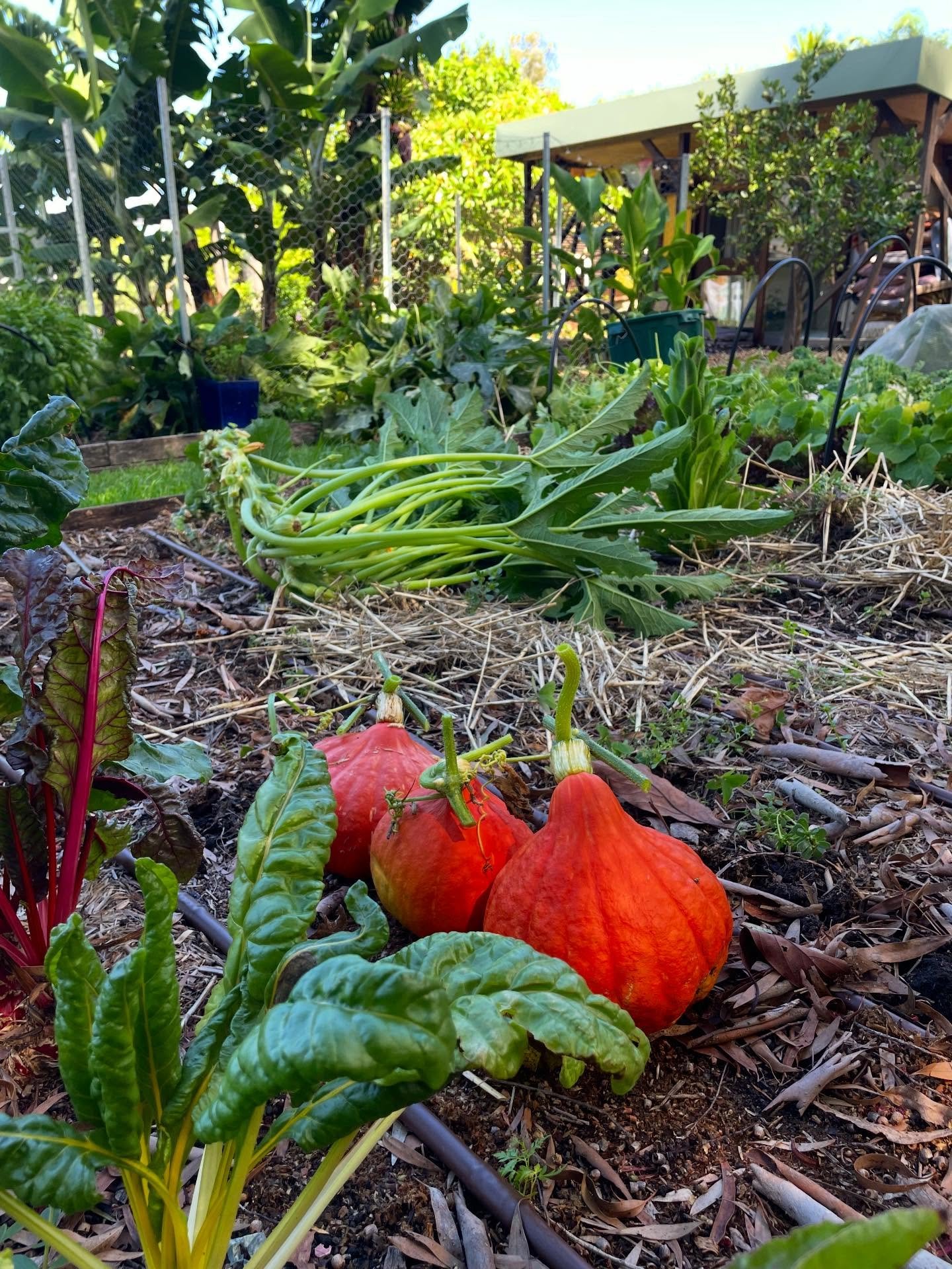 As one season slowly closes there&rsquo;s another rhythm to pick up on.

Autumn is around the corner, harvesting fat golden orbs of sunshine (or- red kuri pumpkin; thanks @transitionfarm for your quality seed) clearing spent crops with Zac&rsquo;s he