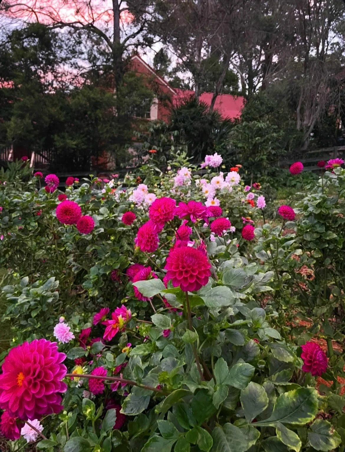 &lsquo;Playground of ideas&rsquo; seems totally appropriate to this little enterprise.

A term I heard on a podcast today, credited to a permaculturalist discussing the part urban farms can play. Not quite large enough to supply daily fruit and veg t