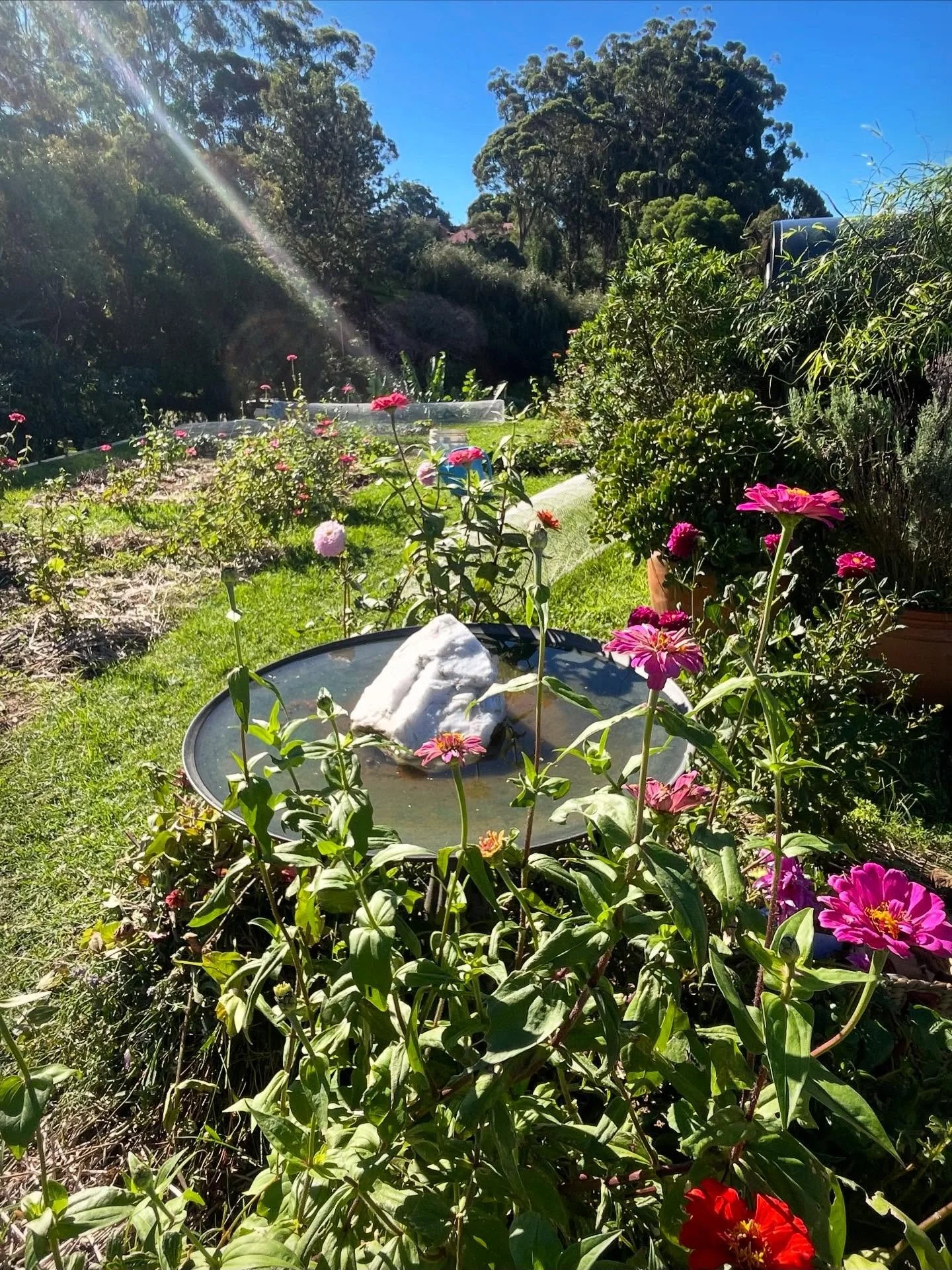 It&rsquo;s a trip when you can watch birds fly below you.

I like to think of this as our little skygarden. In reality it&rsquo;s a 100m2 rooftop garden. Why? Exactly. Just to see if it could be done. The strawberries have been cranking since Septemb