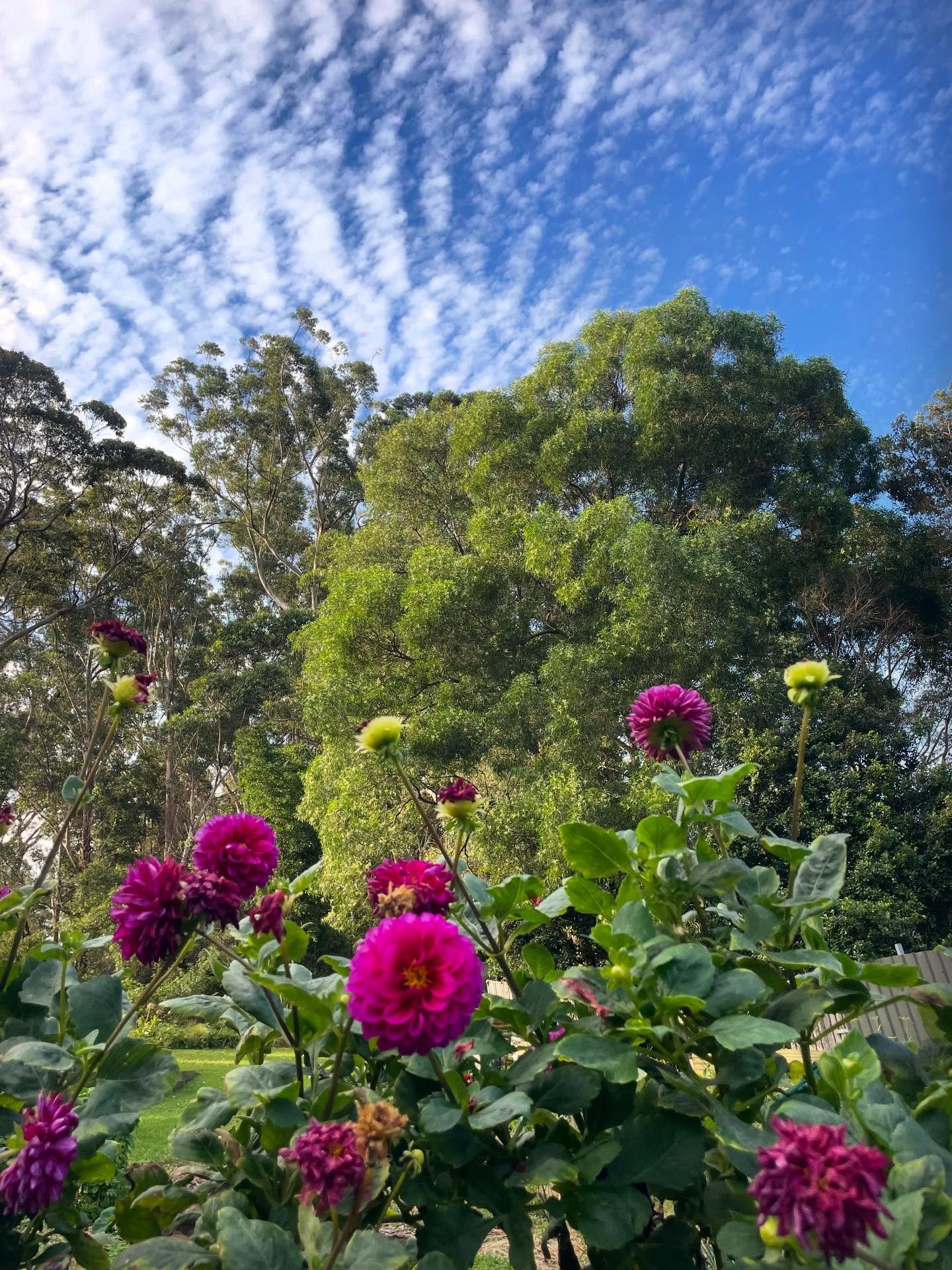 What a glorious day for conversations!

I had a really lovely lady over for a garden consult at ours. We walked through the market garden jungle, dahlia bank &amp; basil hedgerow to chat her families needs on minimum time and small helpers.

Loads of