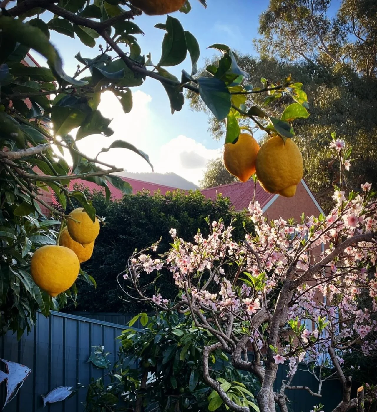 Just what everyone has been waiting for&hellip;..

Ben&rsquo;s 1st fruit tree pruning workshop of the season!!!

1st Saturday in June, (the 6th) 9-1 pm. Includes tool care &amp; snacks. Please message to hold your spot. 

More details as soon as I&rs