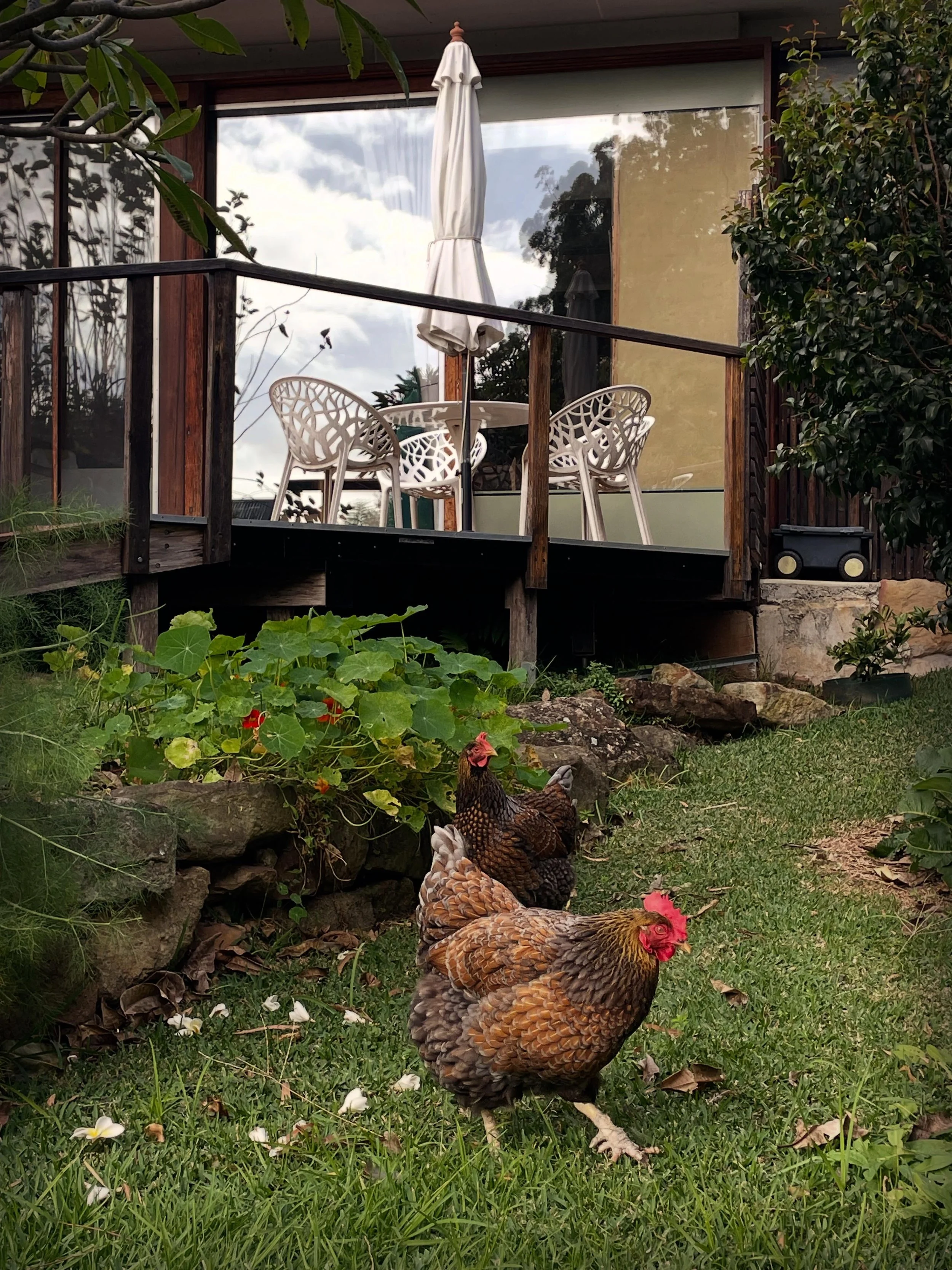 A little cutting loose for the beginning of the week&hellip;

The girls loved a little free ranging this morning whilst the coop scoopings added an extra oomph to our compost.

Soil is literally the soul of the garden, and with guardians like this, m