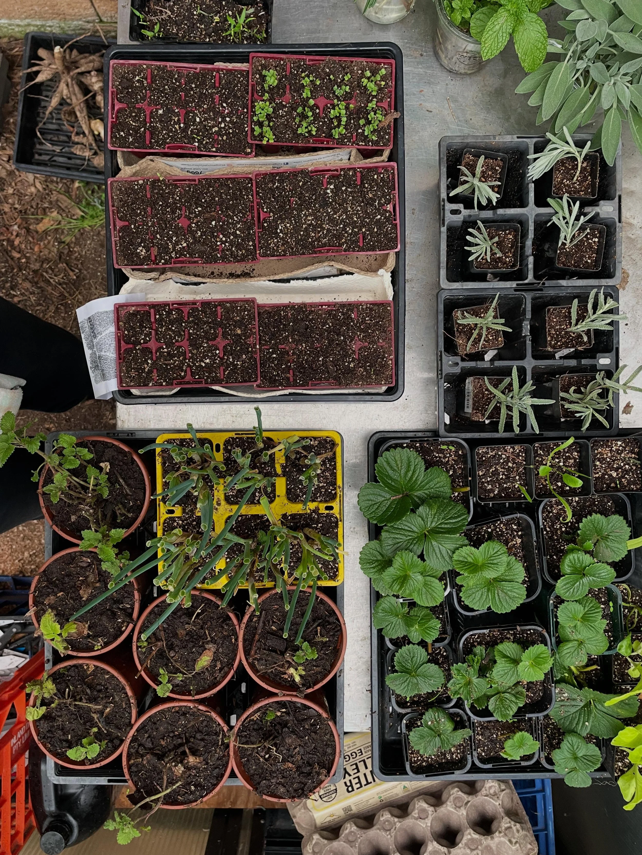 Soils ain&rsquo;t soils. For veggie growing in the home context, you&rsquo;ll want something in the pH range of 6-7.5. This means that the plants have maximum access to everything they need to grow into nutrient dense food. Home made seedling mix use