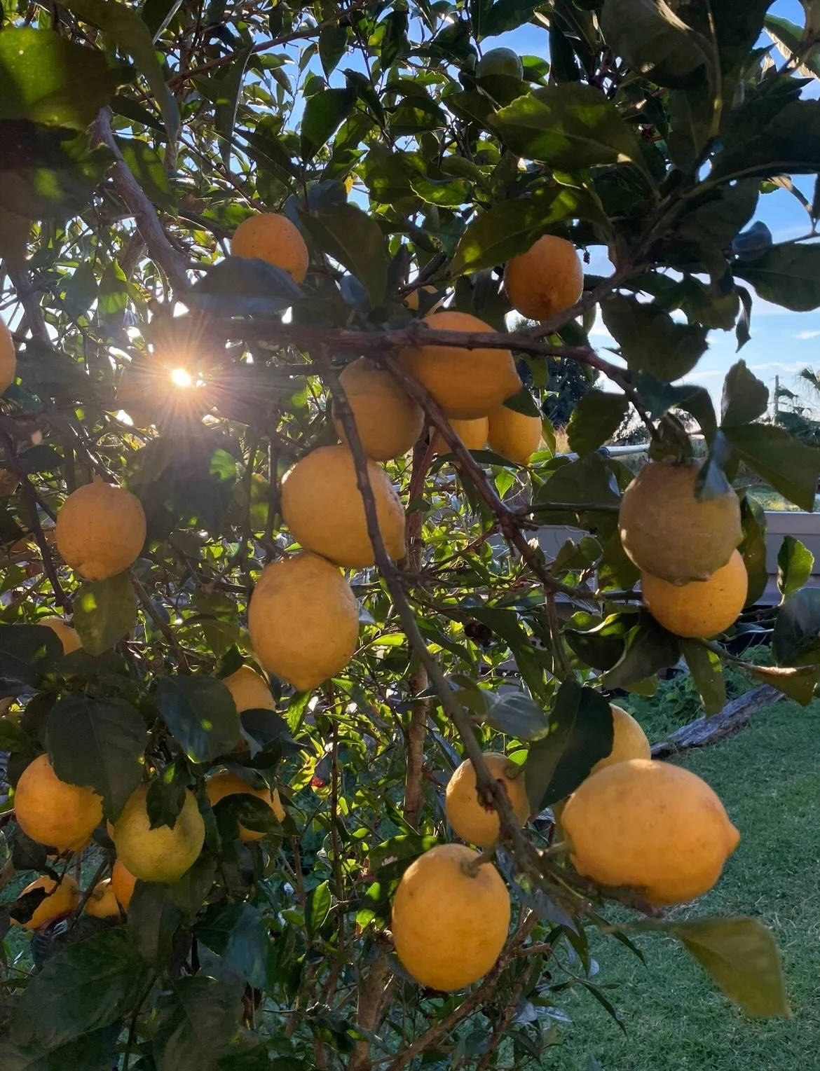 The light is low&hellip;
Need for citrus is high.
There&rsquo;s something fresh in store so your body is happy on the outside as well as inside;)

We all need a bit of love to keep us pumping out our best - time to show some to the fruit trees in you