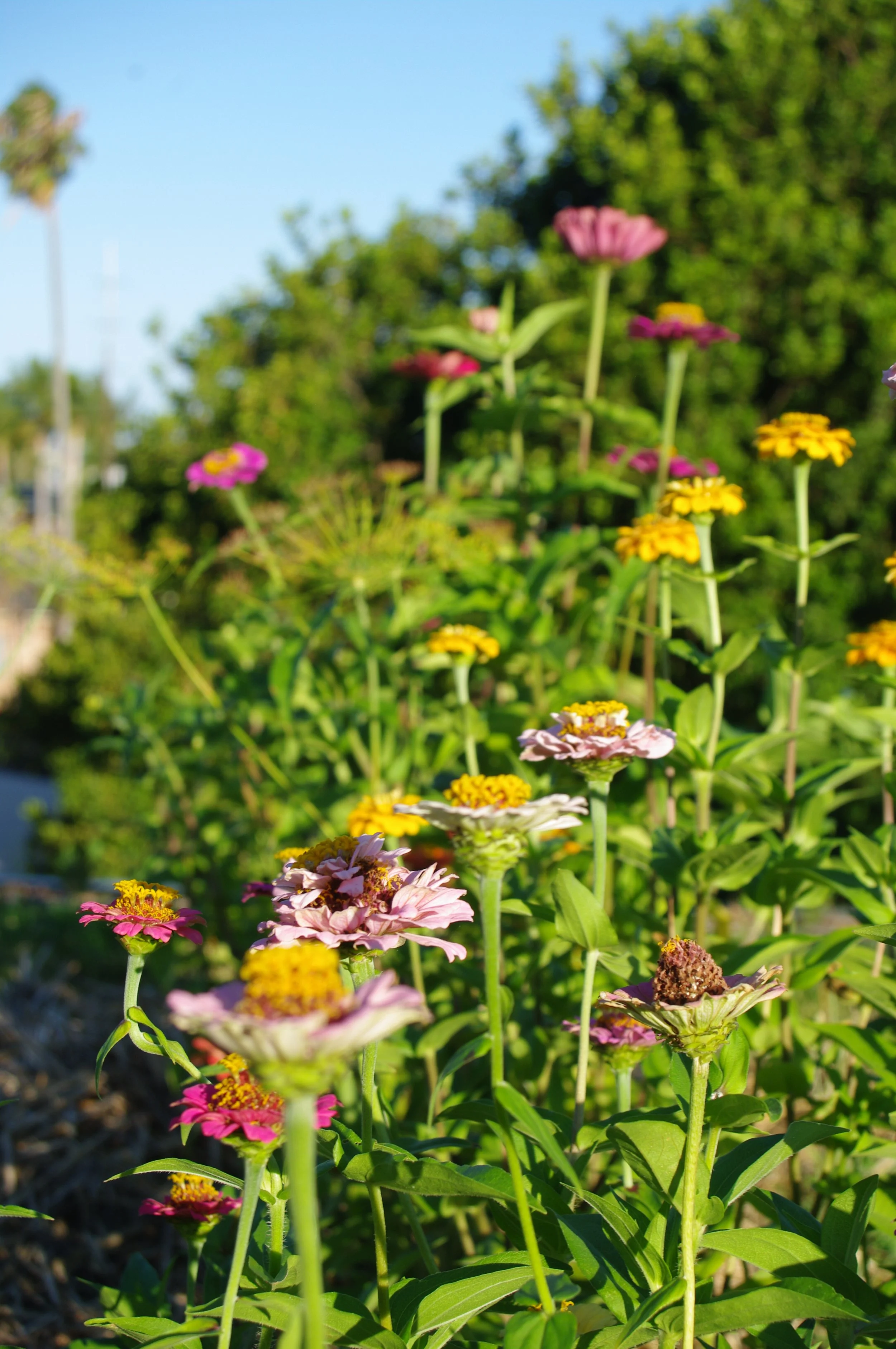 A backyard vegetable garden with rows of green leafy plants, a pathway, and a small shed in the background.
