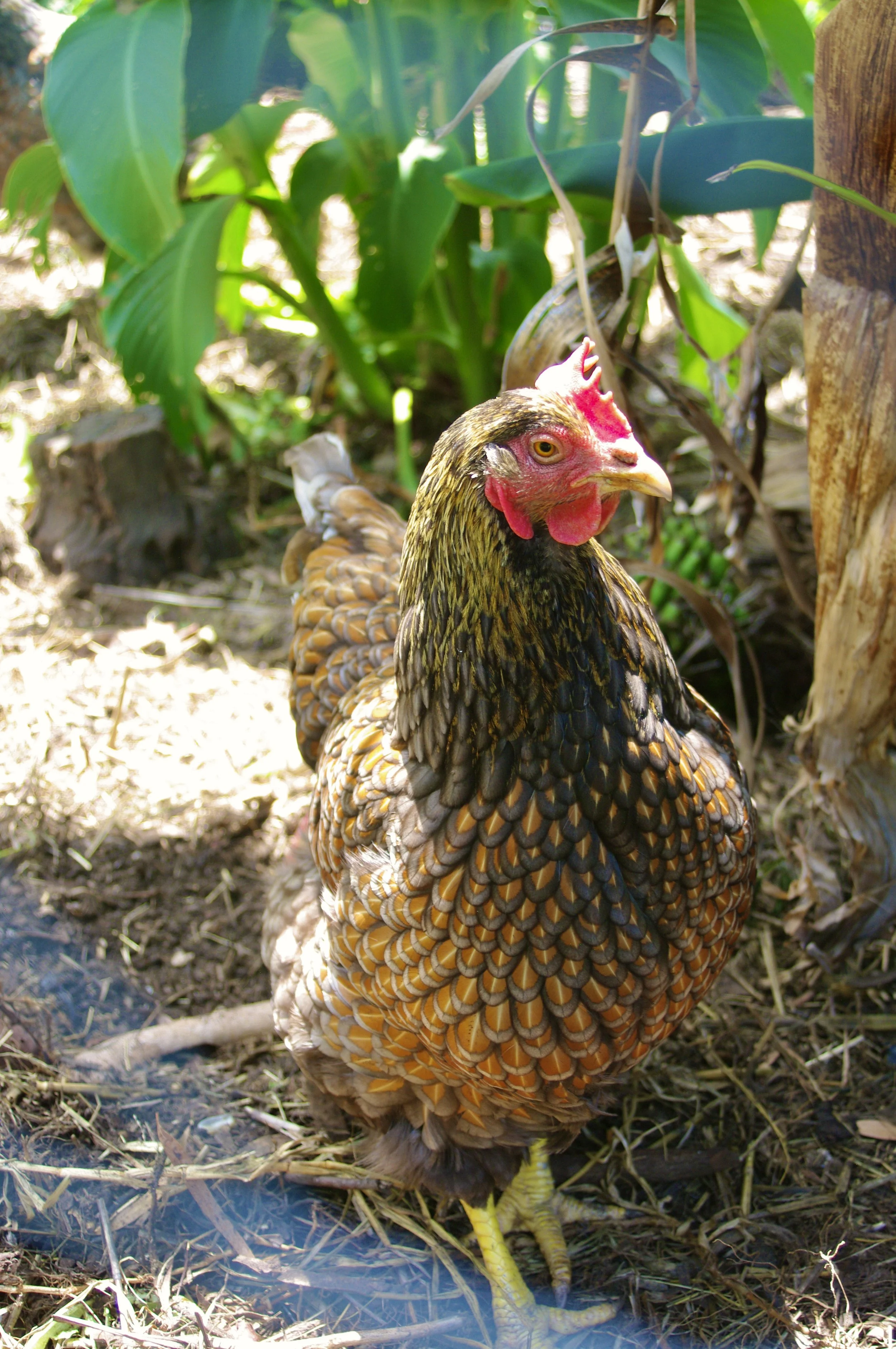 A plate with scrambled eggs, roasted potatoes, and garnished with fresh basil leaves, with purple flowers scattered on top and a vase of purple flowers on a wooden table.