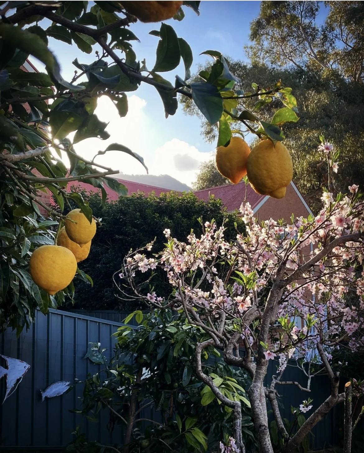 View of lemon tree and flowering peachcott.