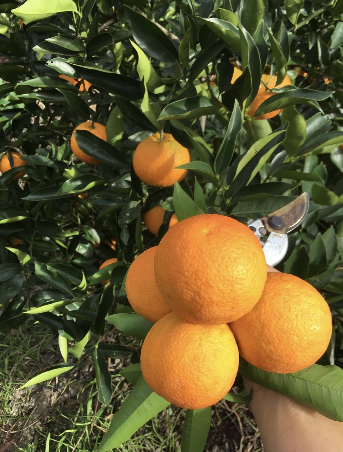 A hand holding four ripe oranges near orange grove trees with green leaves and more oranges hanging in the background.