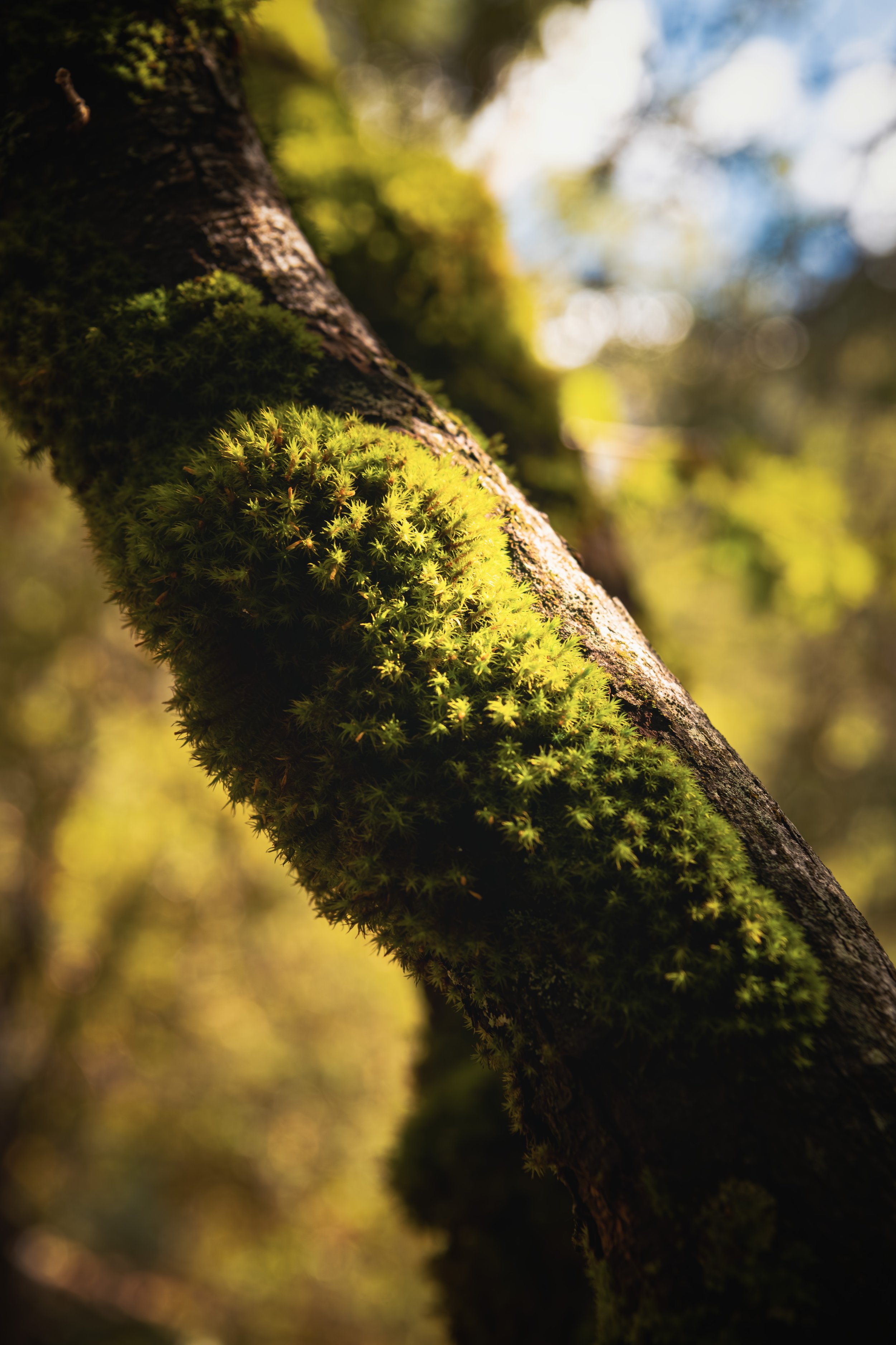 _DSC7410-Enhanced-NR-Recovered-Recovered - (EricACS_Pro edit, small) copy.jpg