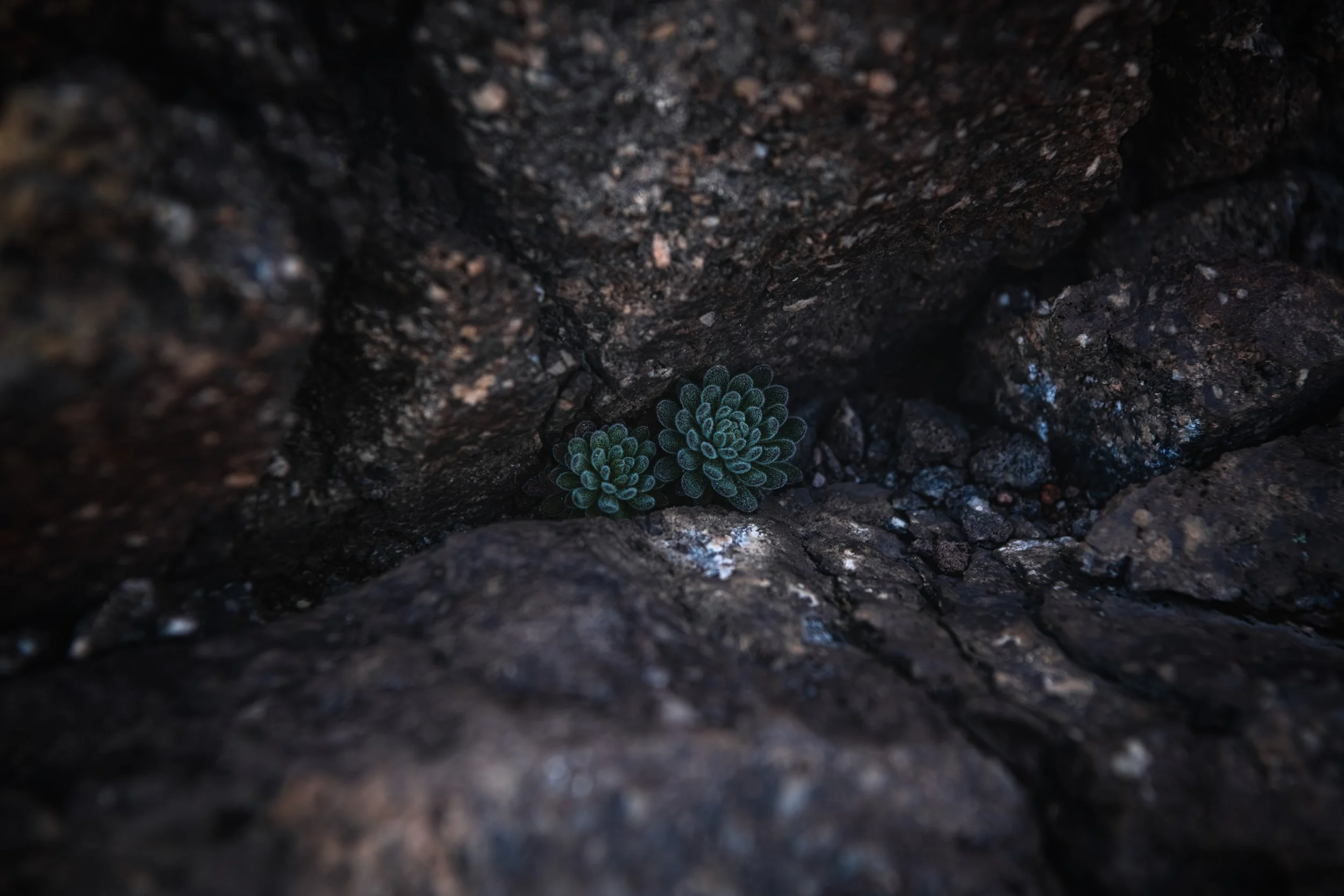 _DSC2390-Enhanced-NR - (EricACS_Pro edit, small) copy.jpg