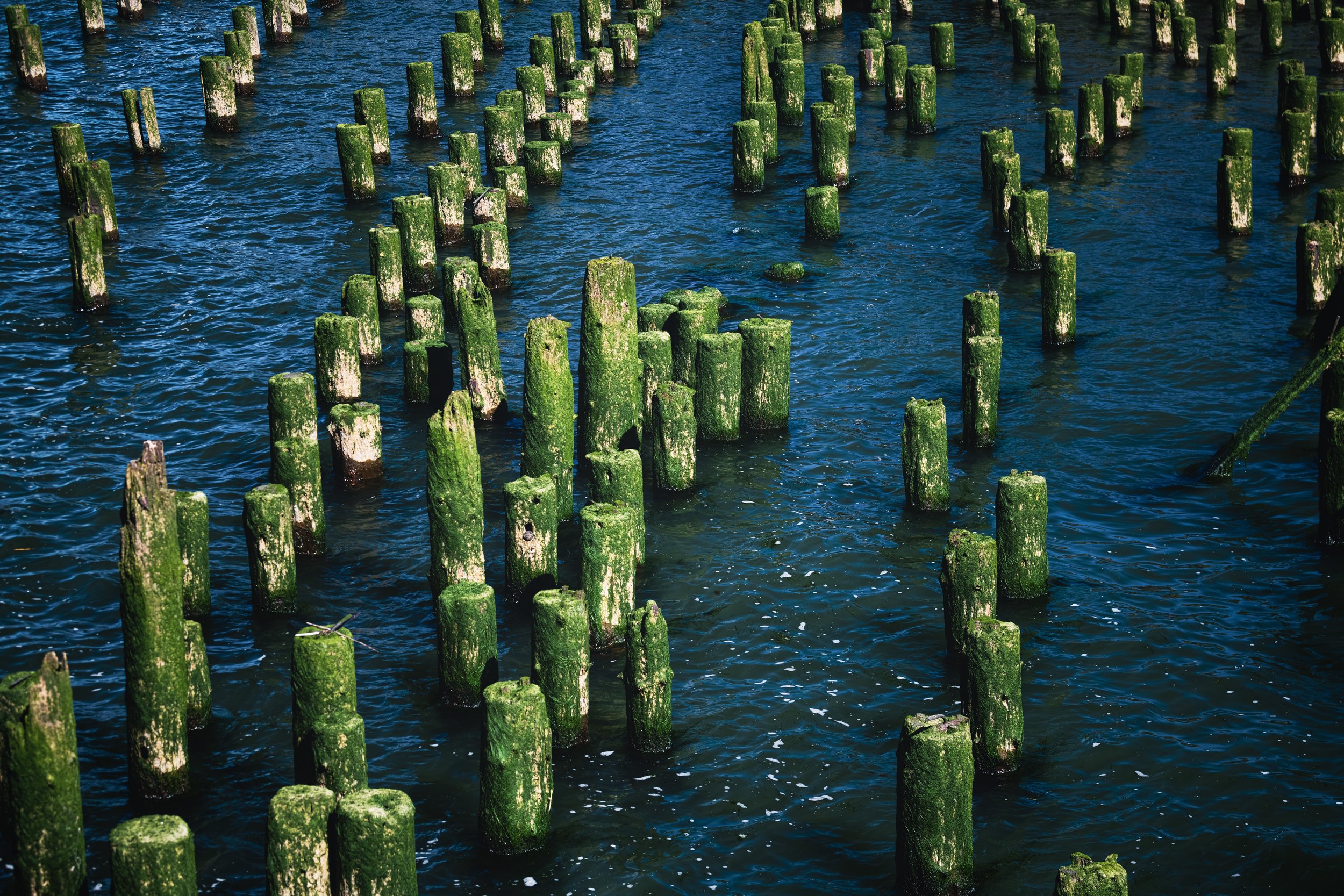 _DSC2131-Enhanced-NR - (EricACS_PRo edit, small) copy.jpg