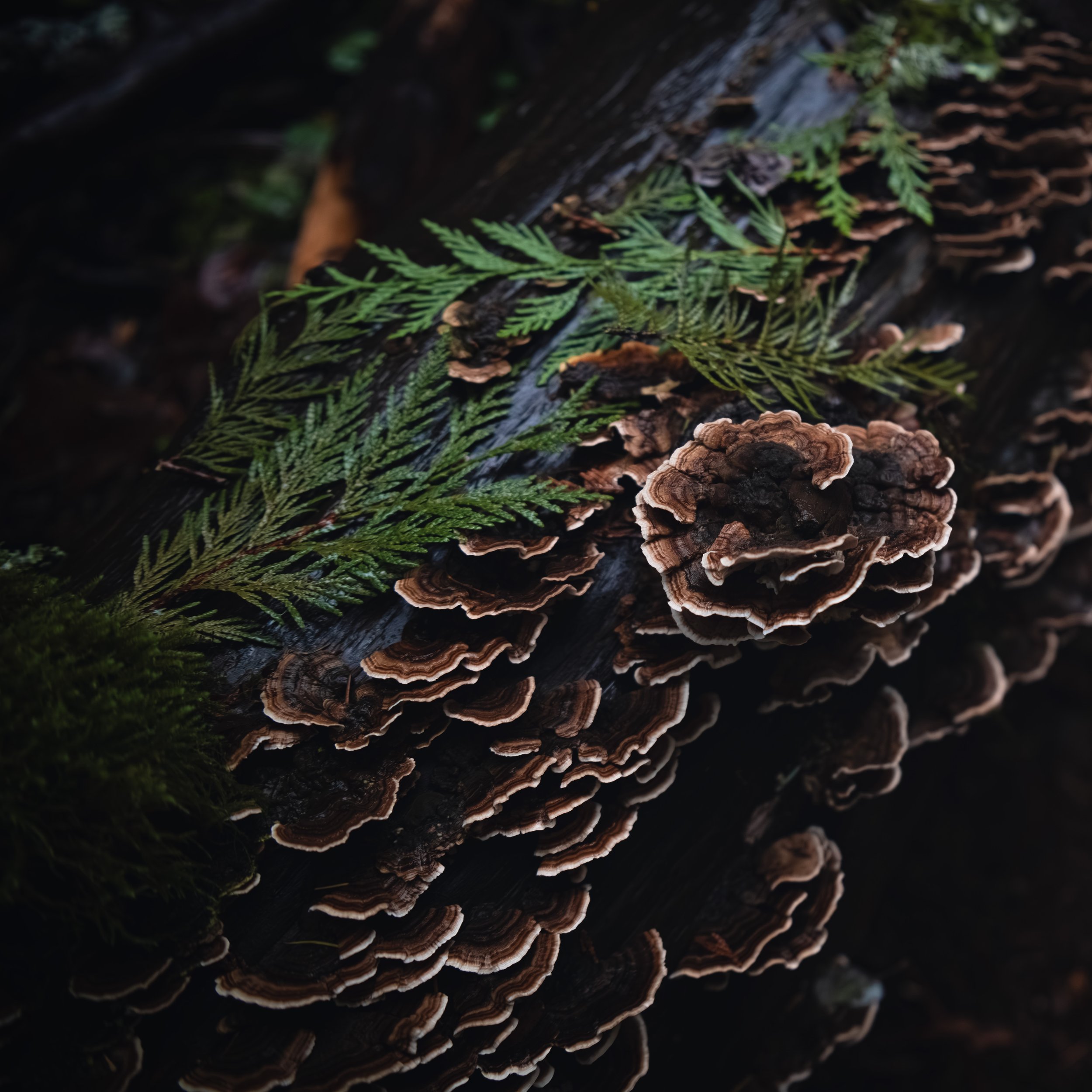 _DSC7837-Enhanced-NR - (EricACS_Pro edit, small) copy.jpg