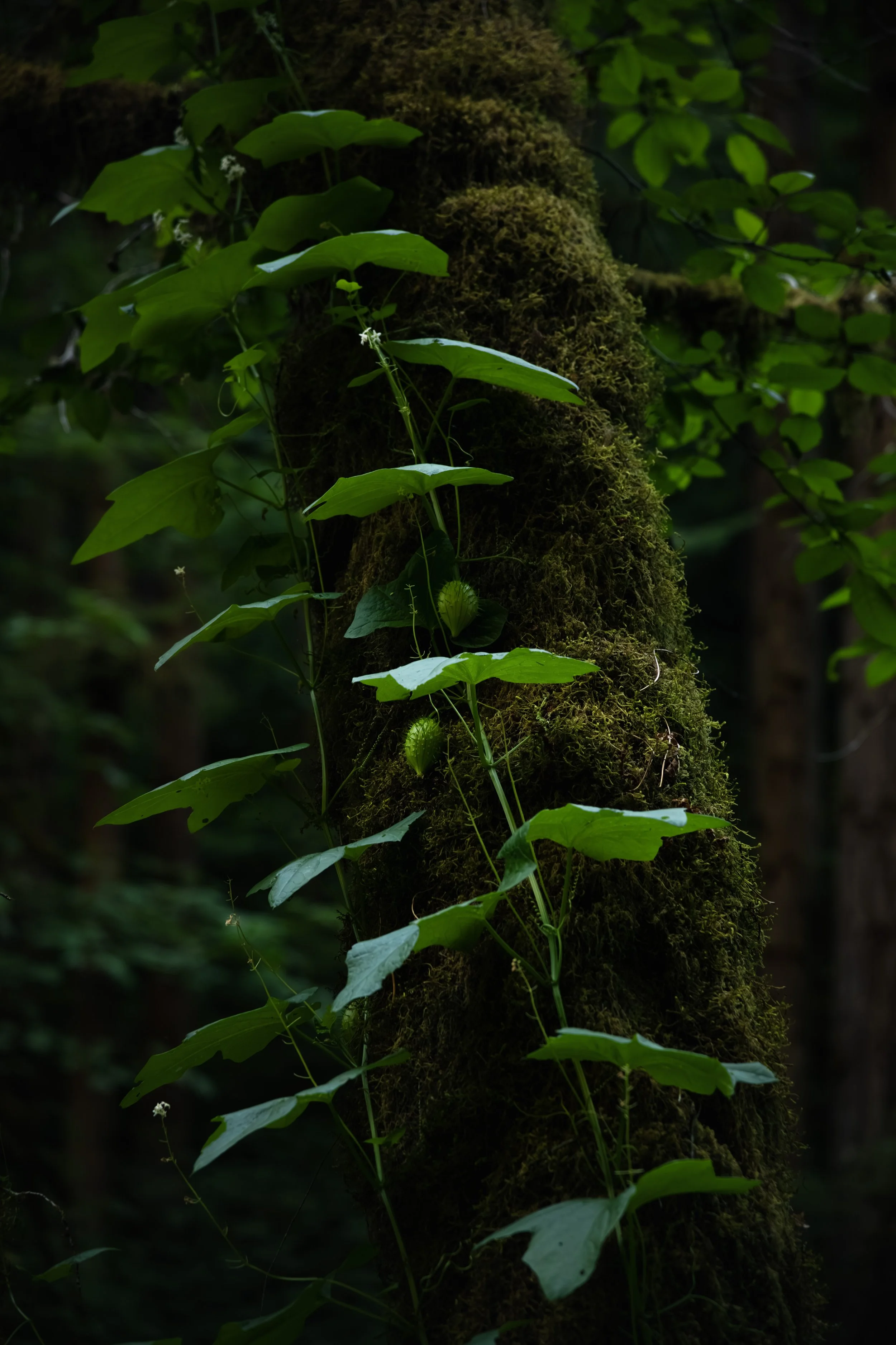 _DSC2905-Enhanced-NR - (EricACS_Pro edit, small) copy.jpg