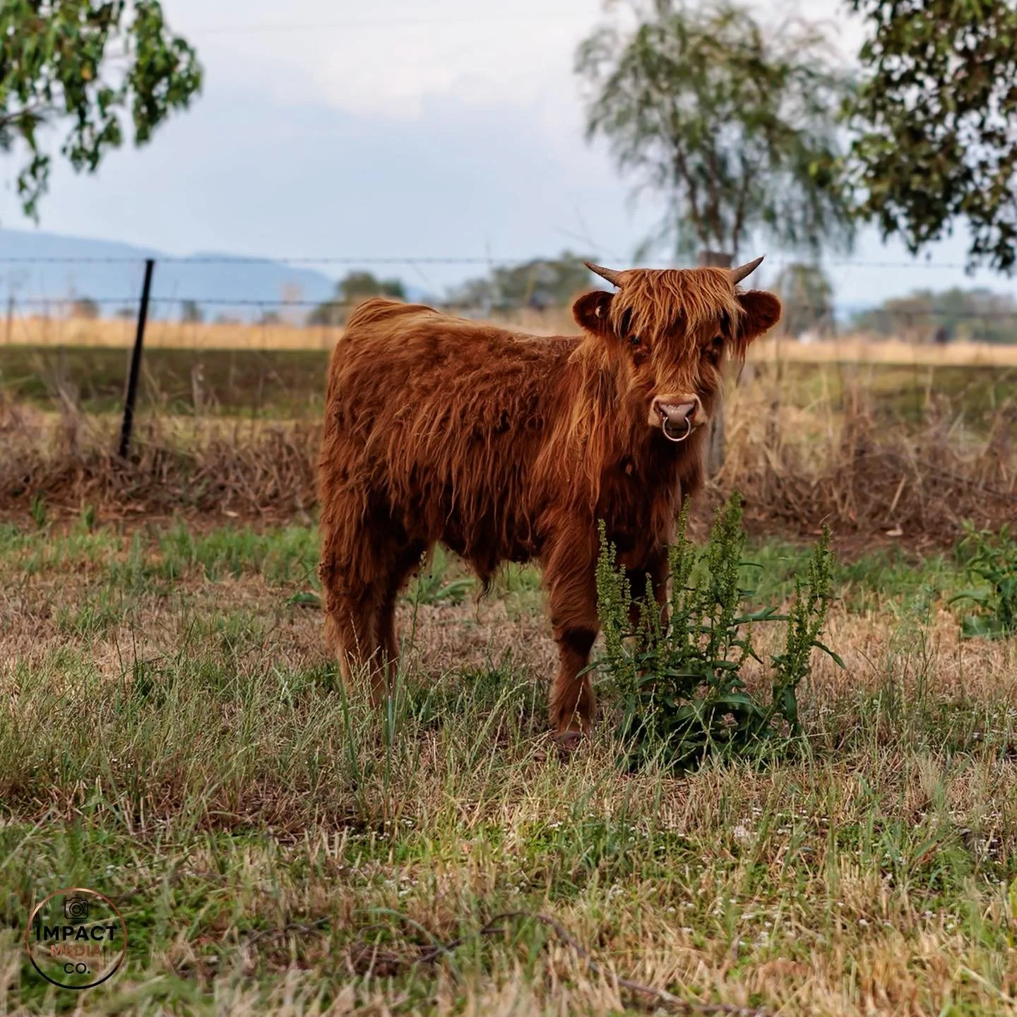 Saturday at the Farm &mdash; Post-Storm &amp; Camera-Ready 📷🐾 Headed out to the farm with my bestie after that wild supercell rolled through Gunnedah. The air was fresh, everything was slick with mud, and yep &mdash; I was in thongs, not boots. Cla