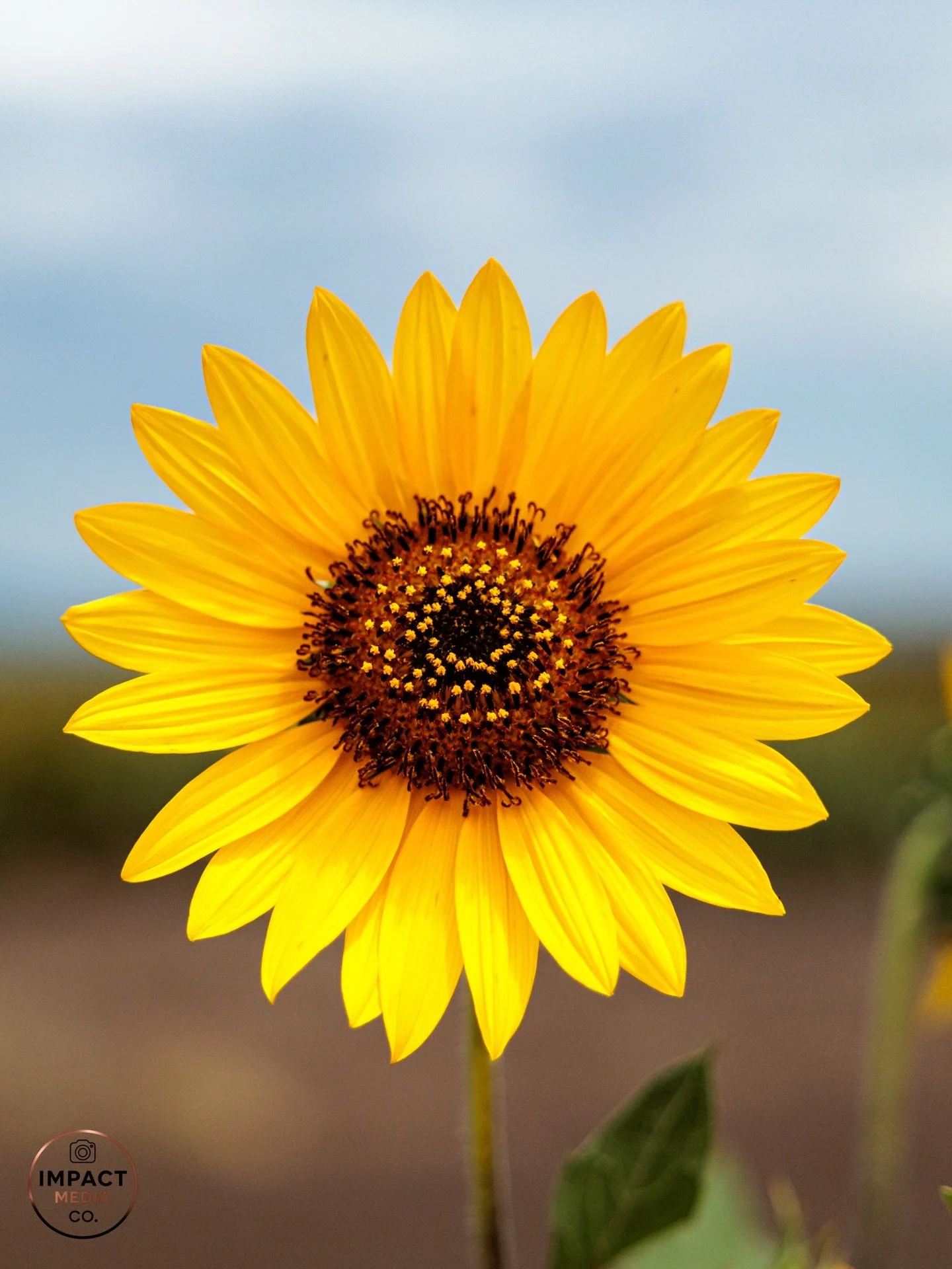 A little sunshine to brighten your week 🌻

Sometimes that&rsquo;s all we need.

#mood #bright #impactmediaco #flowers #photographer