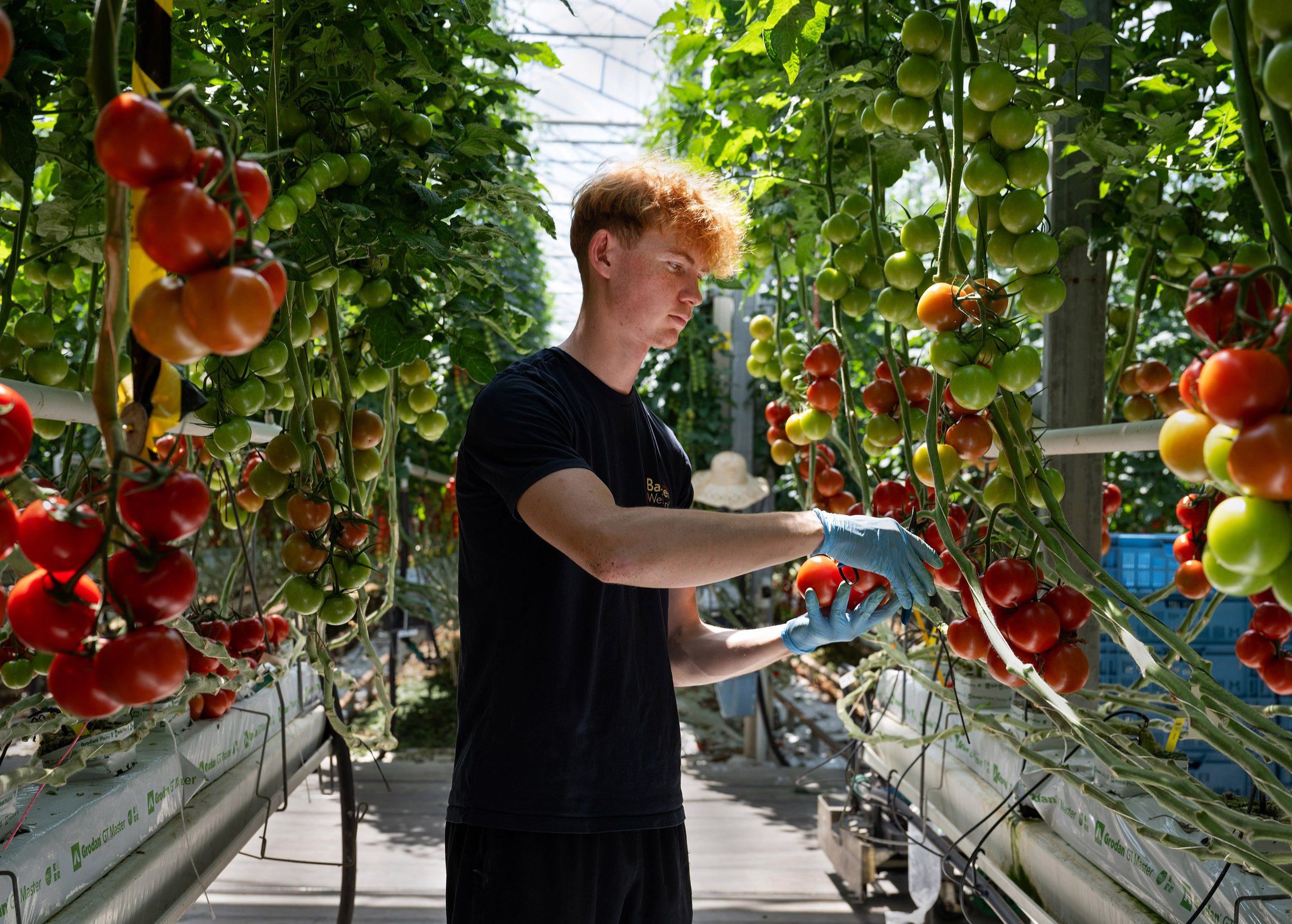 Tomatenkwekerij de Bakker