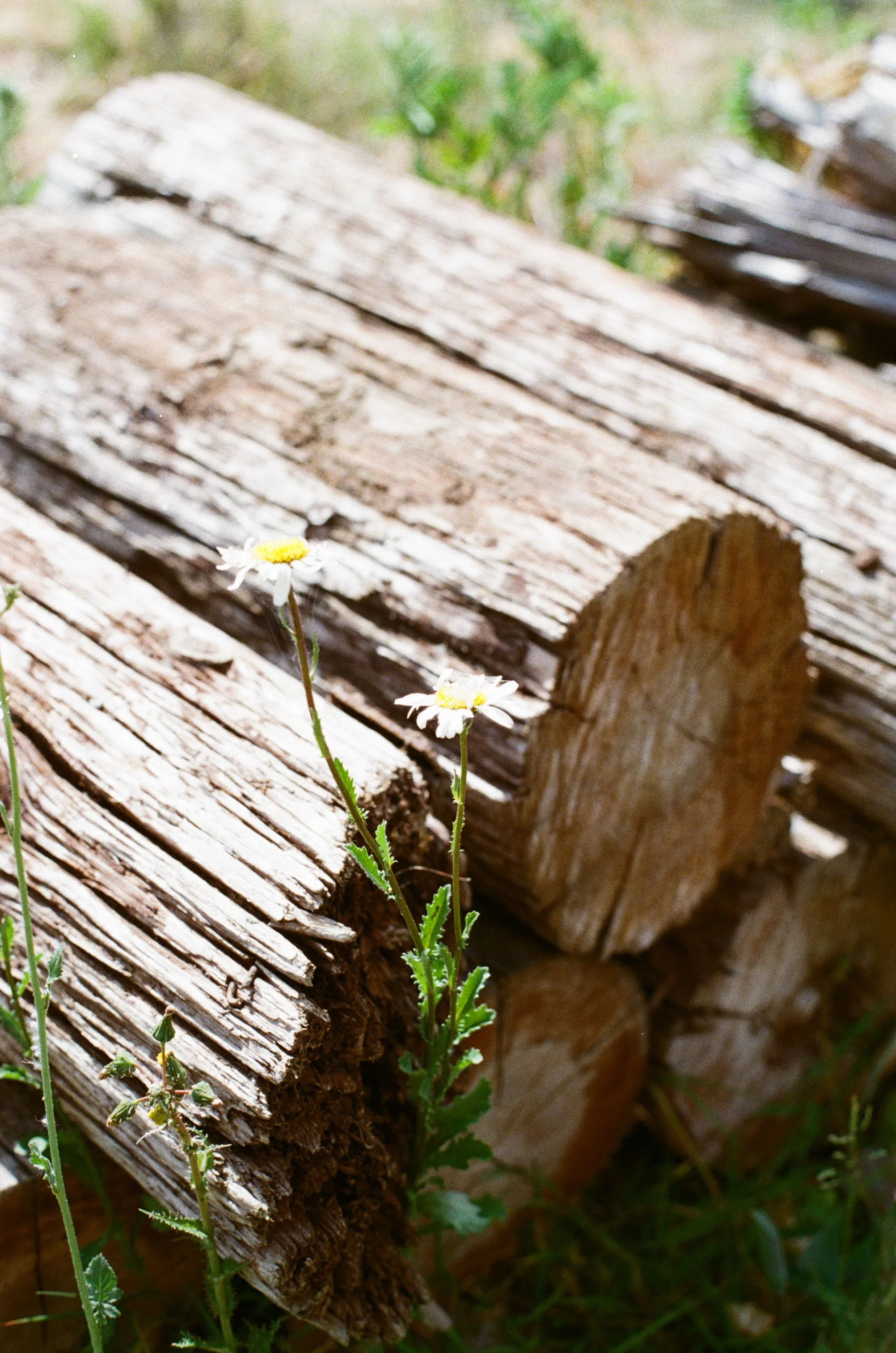 Daisy and Log Pile