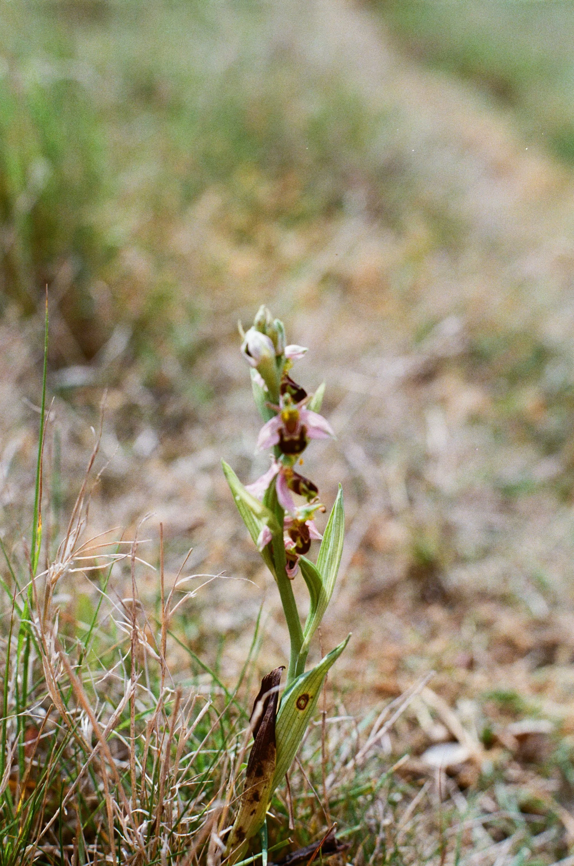 Bee Orchid, Orphys apifera