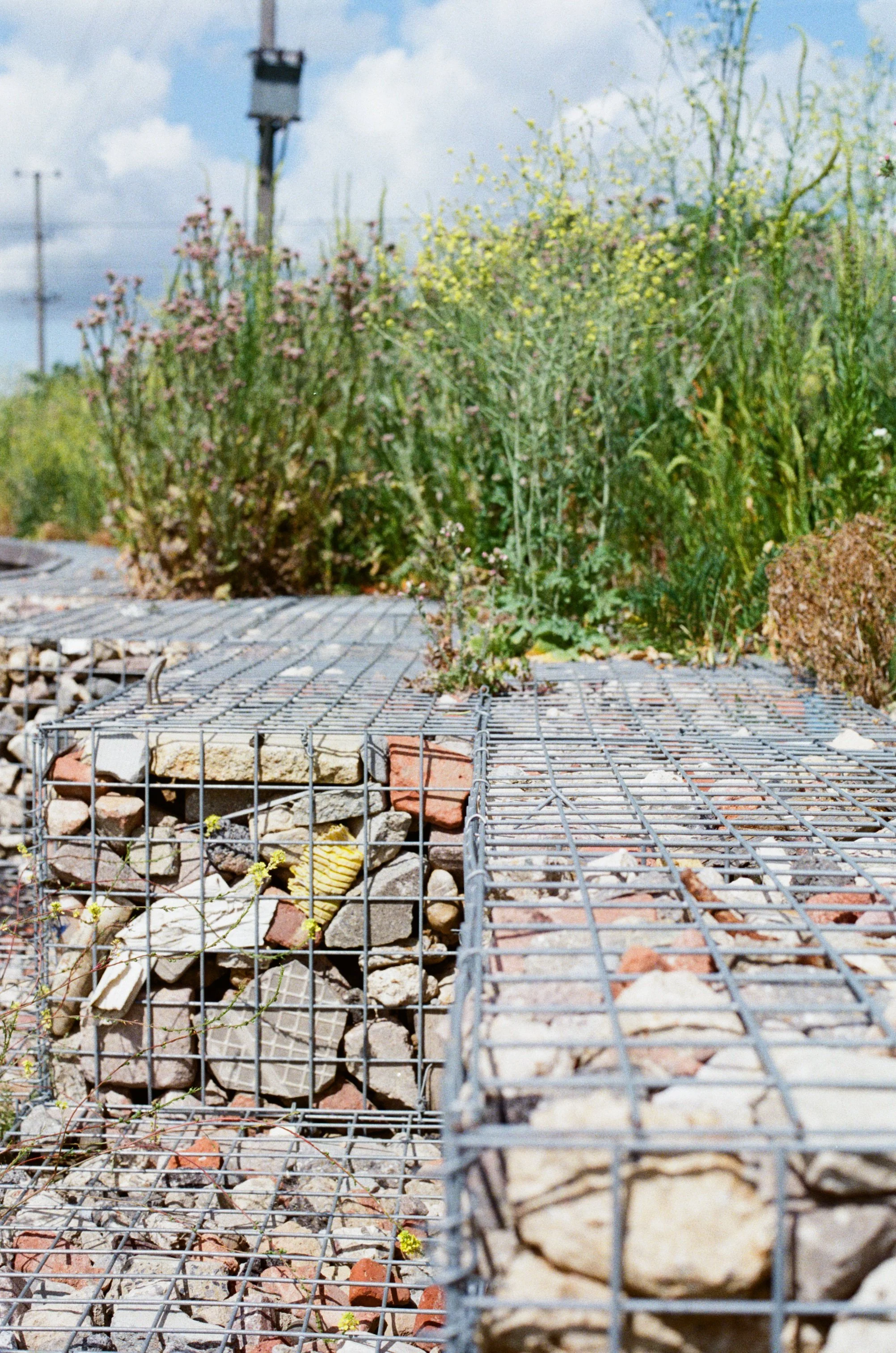 Wildflowers and Gabions