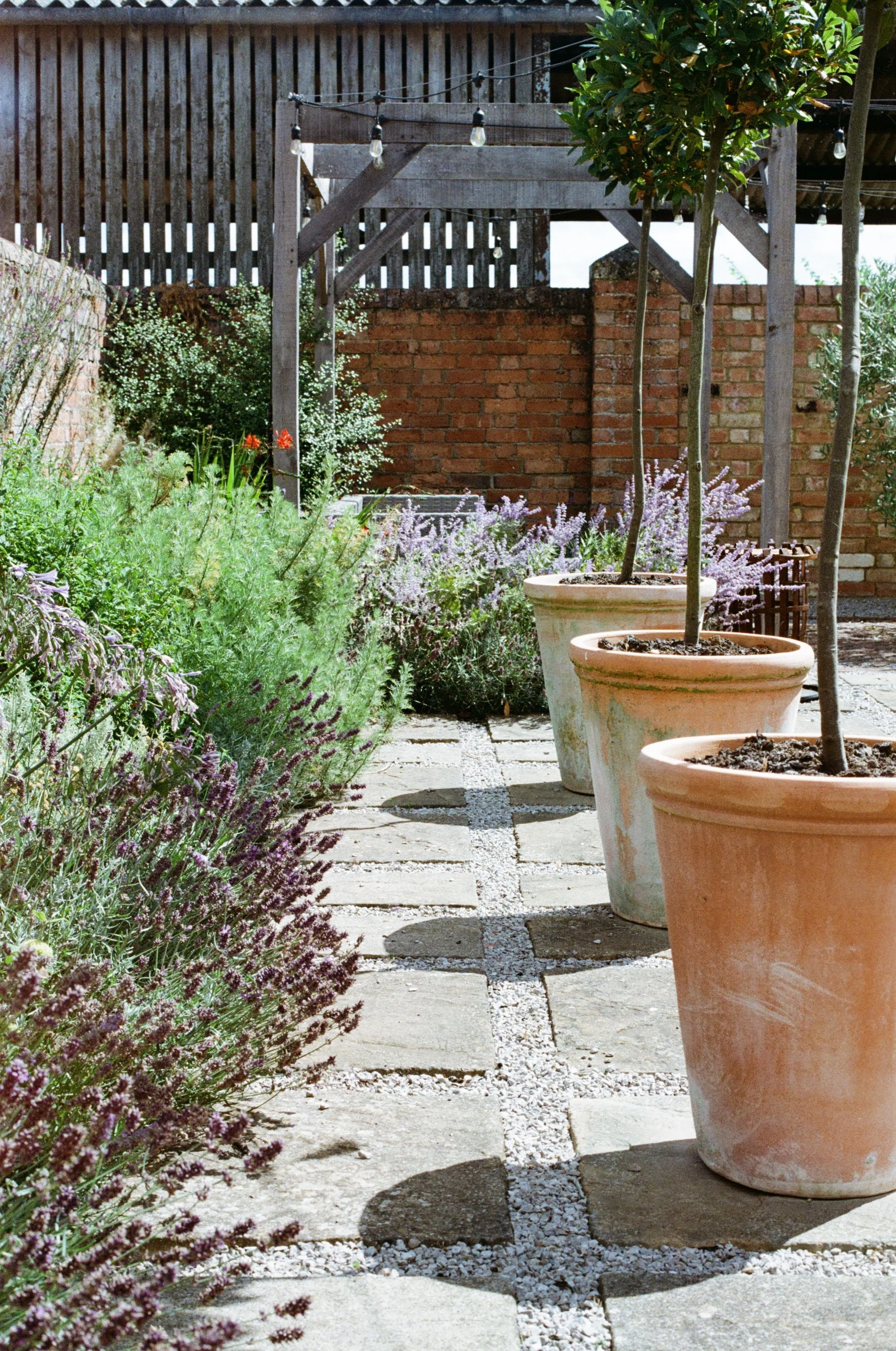 Mediterranean Planting
