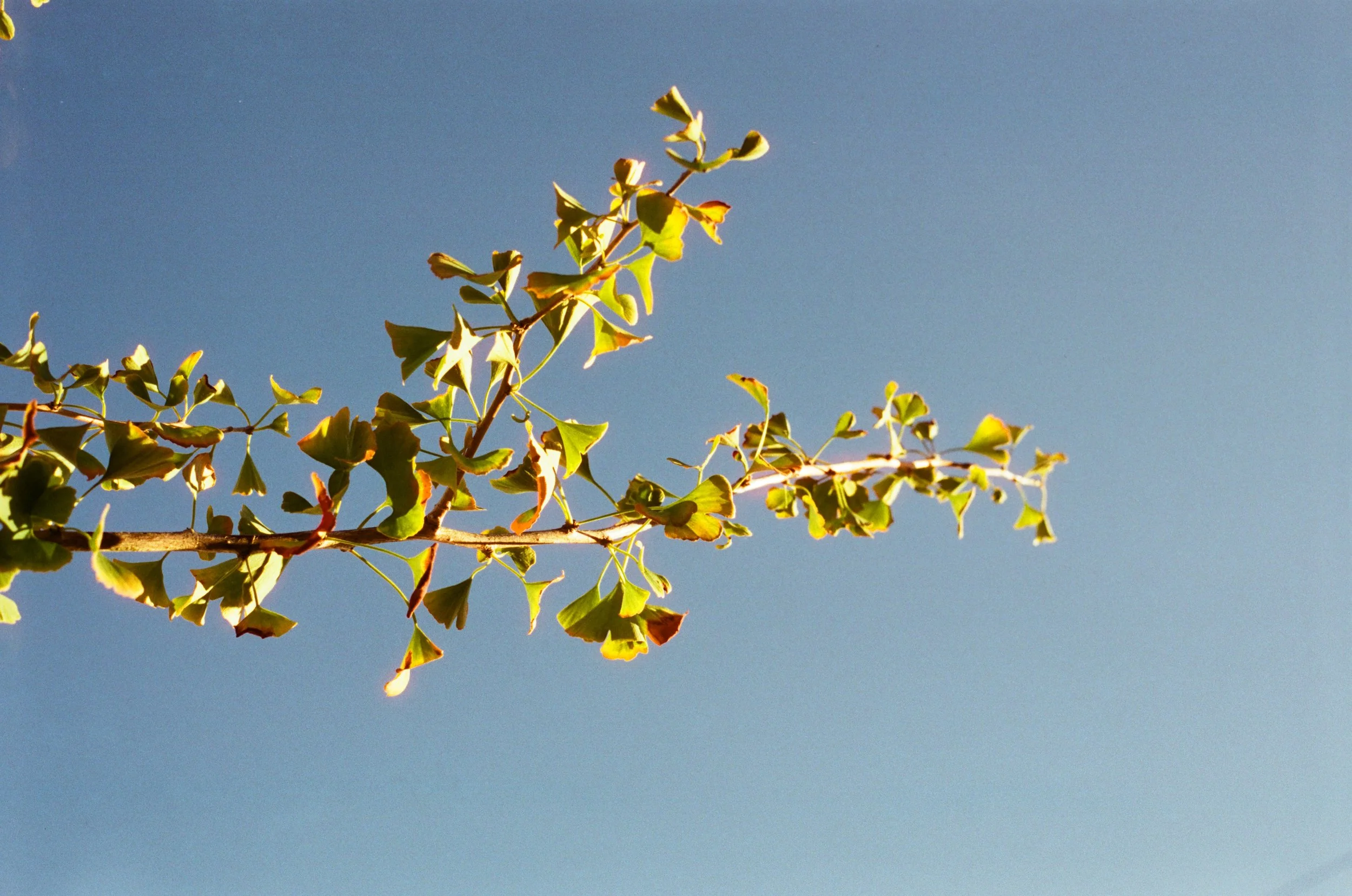 Ginkgo Biloba