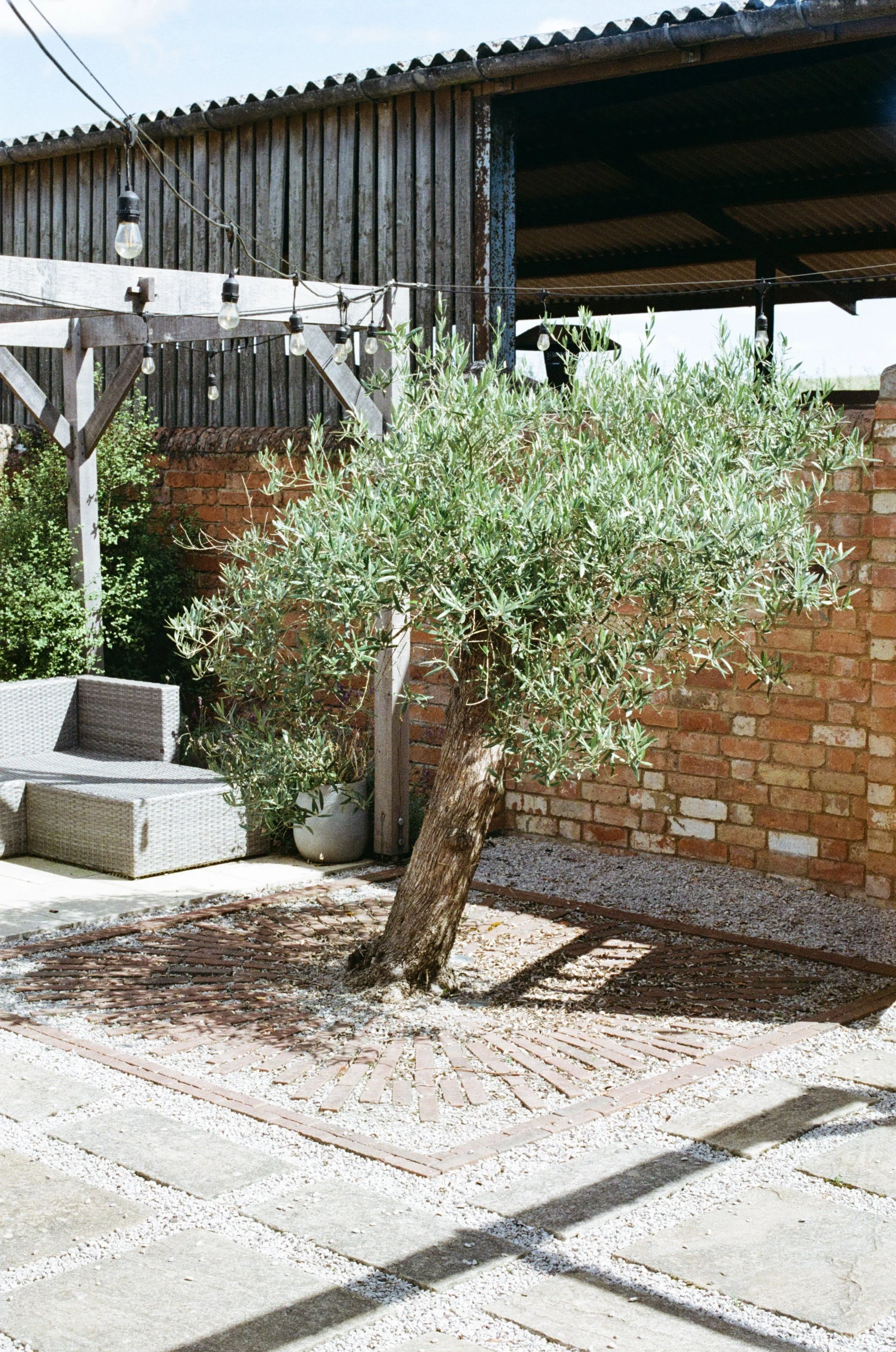 Mature Olive Specimen Tree