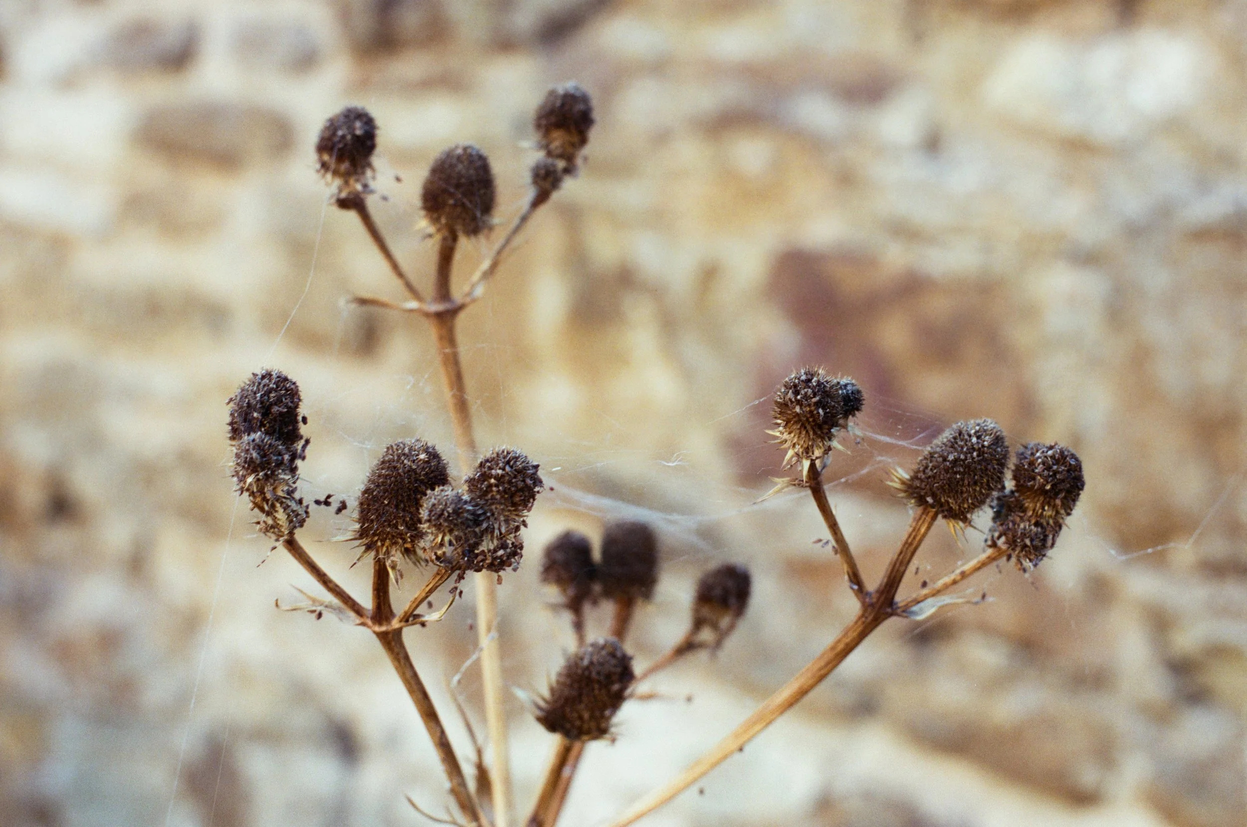 Eryngium agavefolium