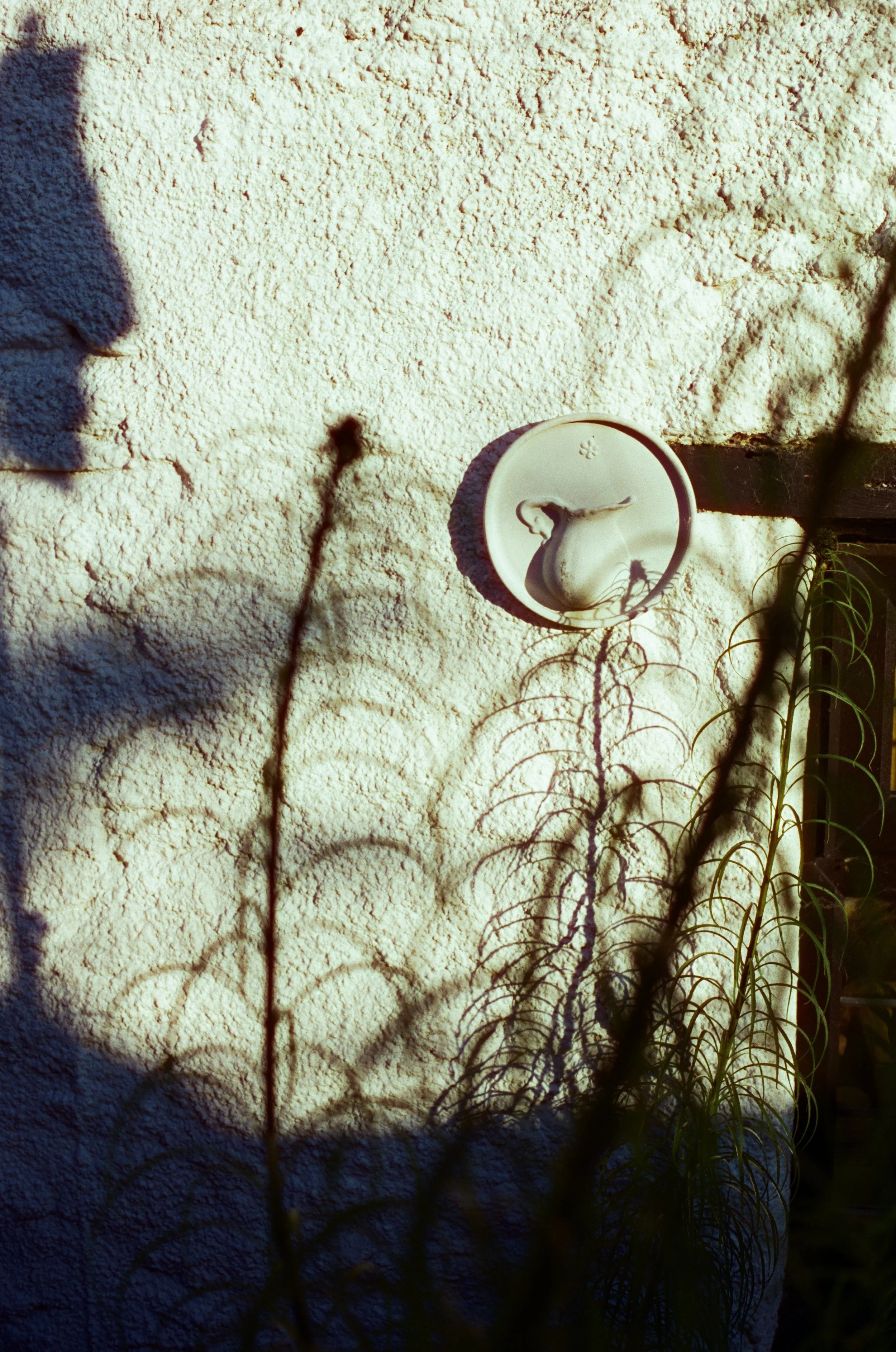 Helianthus salicifolius shadows