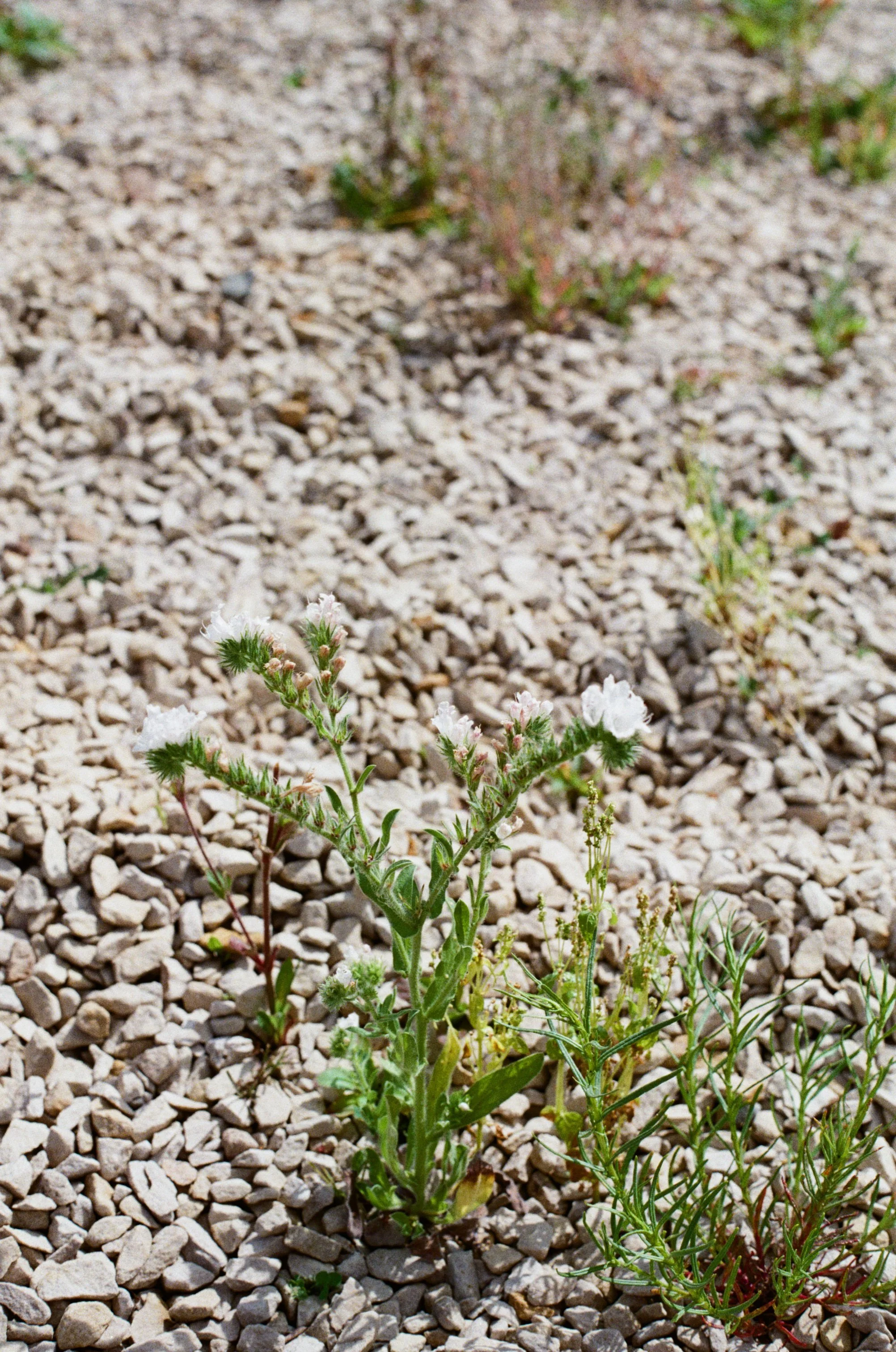 White Bugloss