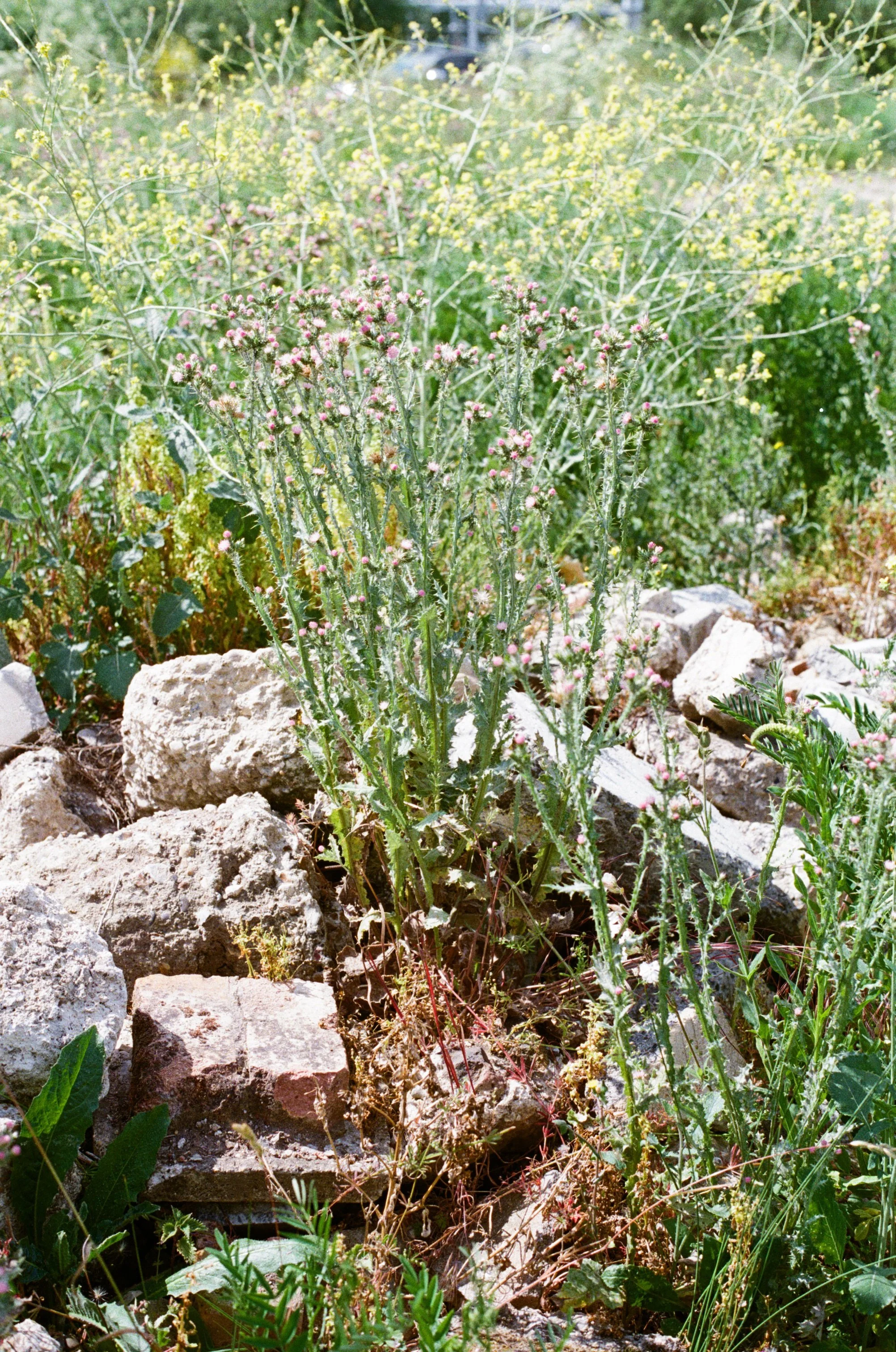 Wildflowers Through Rubble