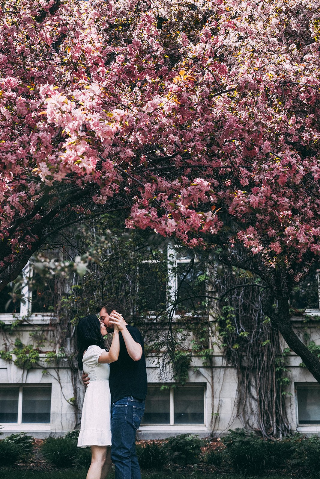 yeg edmonton cherry blossom tree engagement photoshoot with allie knulls photography