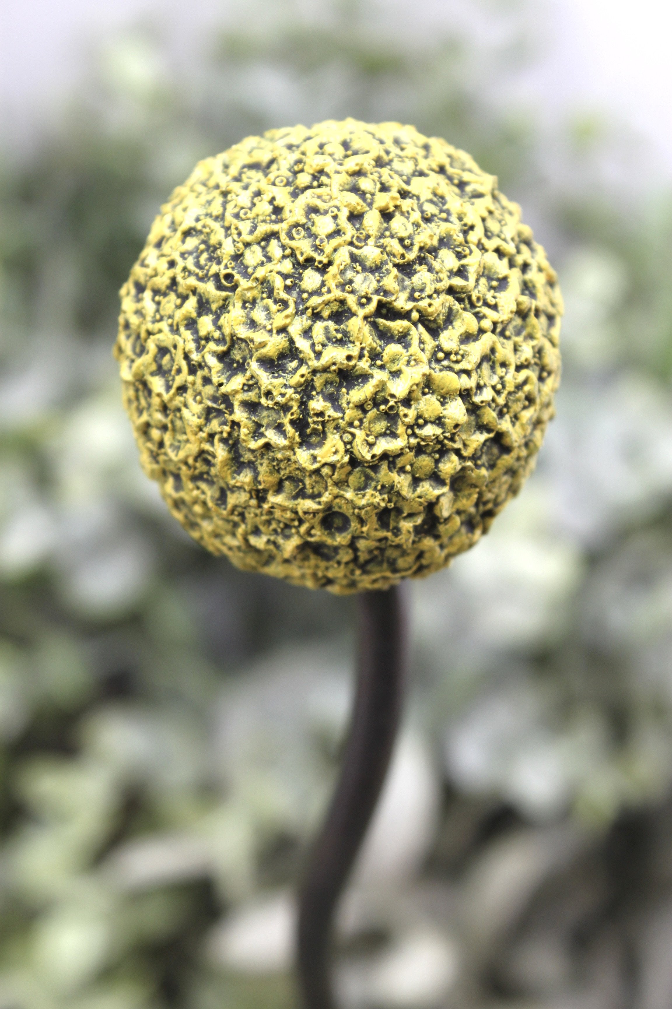 B209DE65-32BA-4D19-AE01-AD27714D015E_1_201_a.jpeg