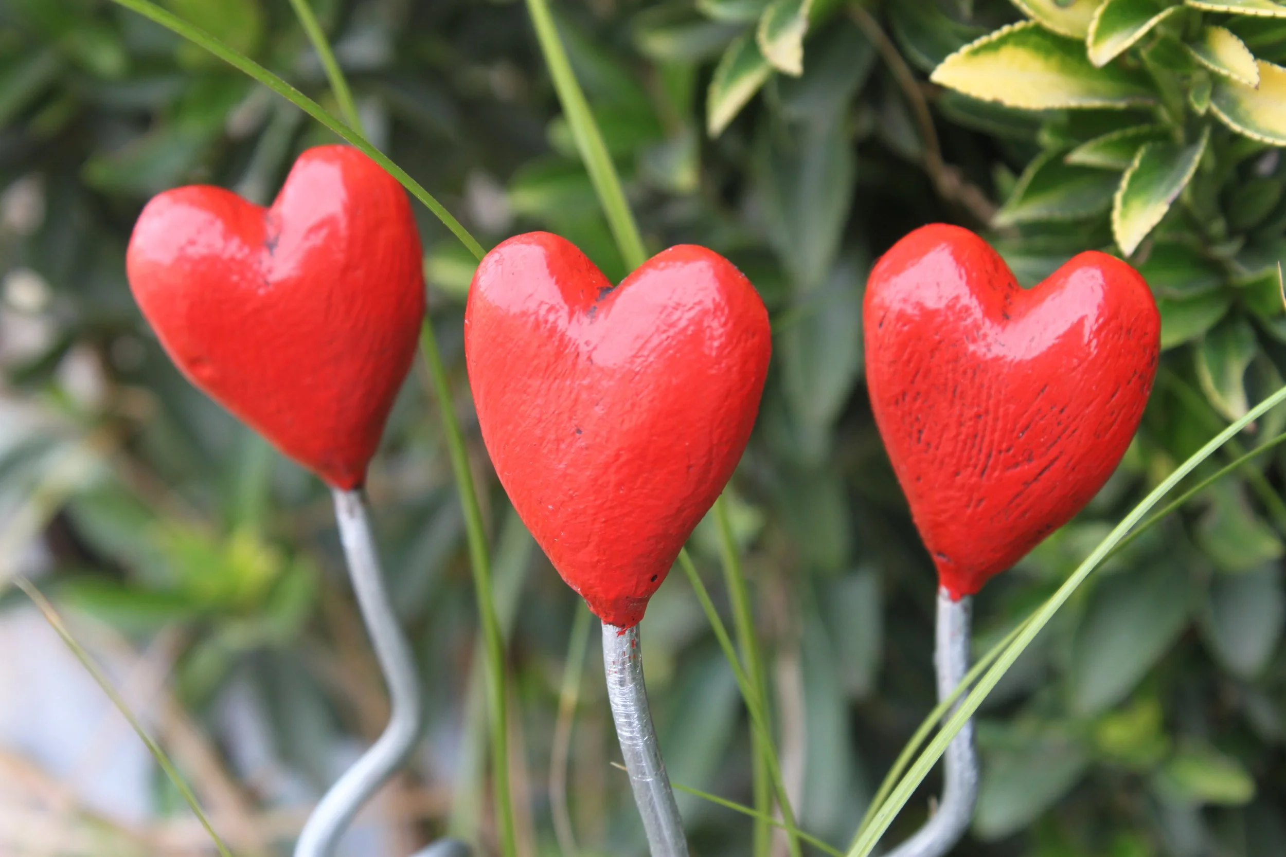 Little Red Heart  - Single stem  (Special Edition)