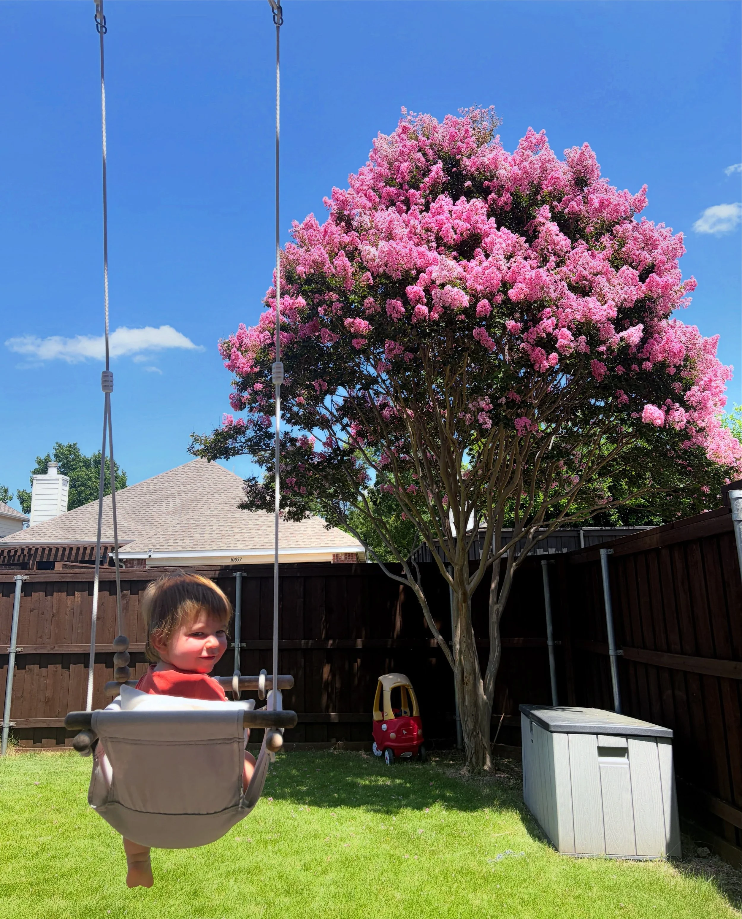 the prettiest crepe myrtle on the block: a photo series. (just happens to be in our backyard.)
