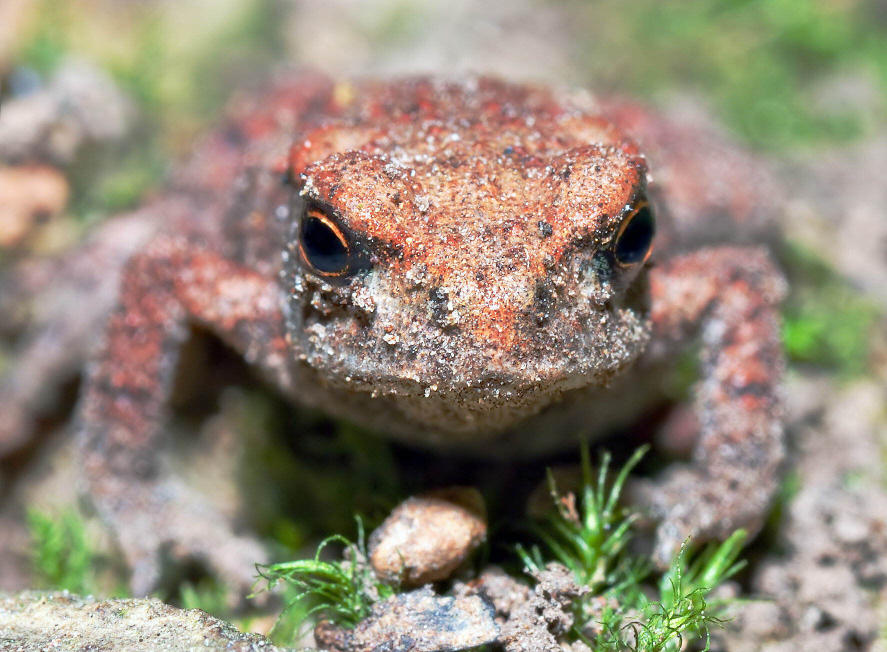  Diese Bilder zeigen eine ungefähr zwei Monate alte und 1,9 cm kleine Erdkröte. 