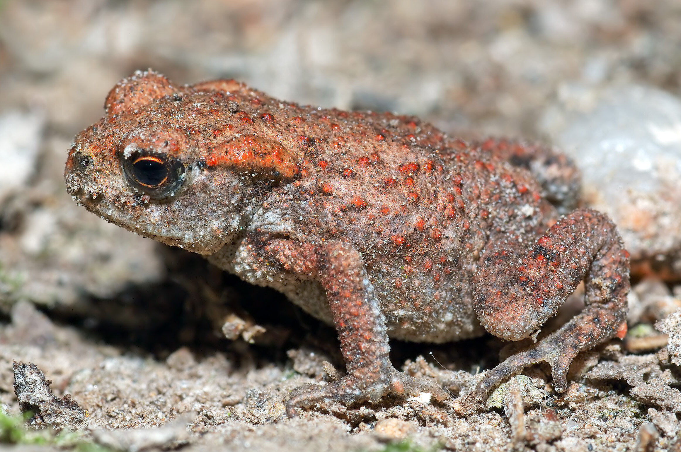 Common_Toad_-_young_André Karwath.jpg