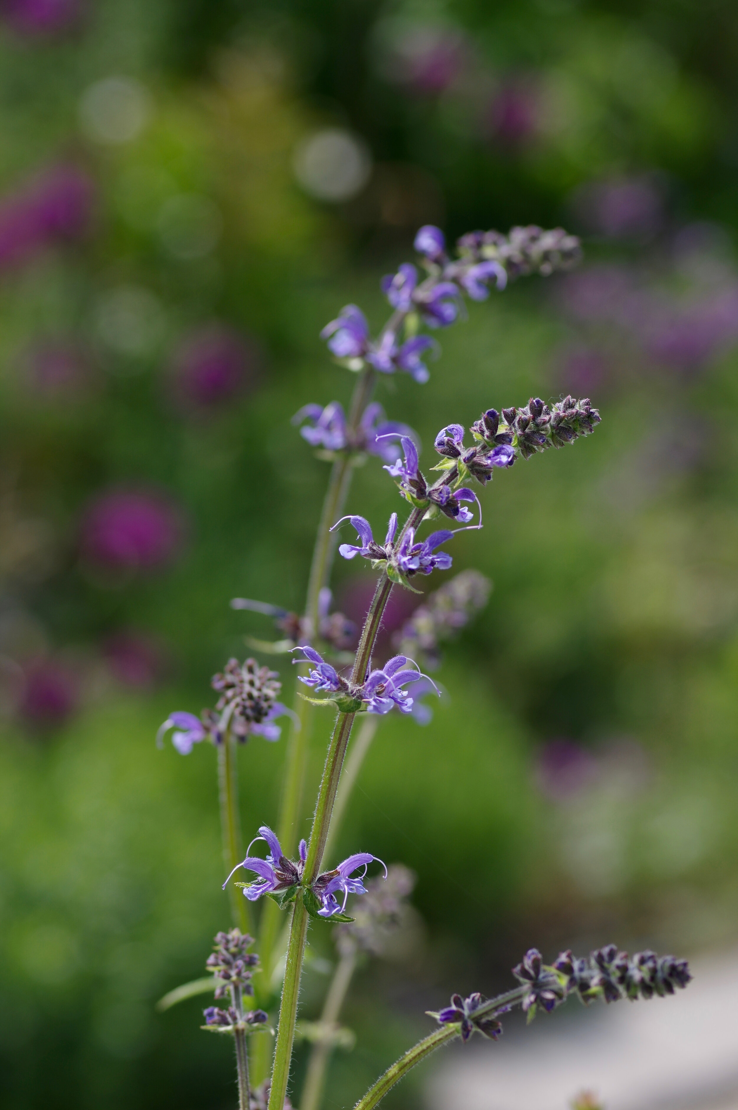 Salvia pratensis