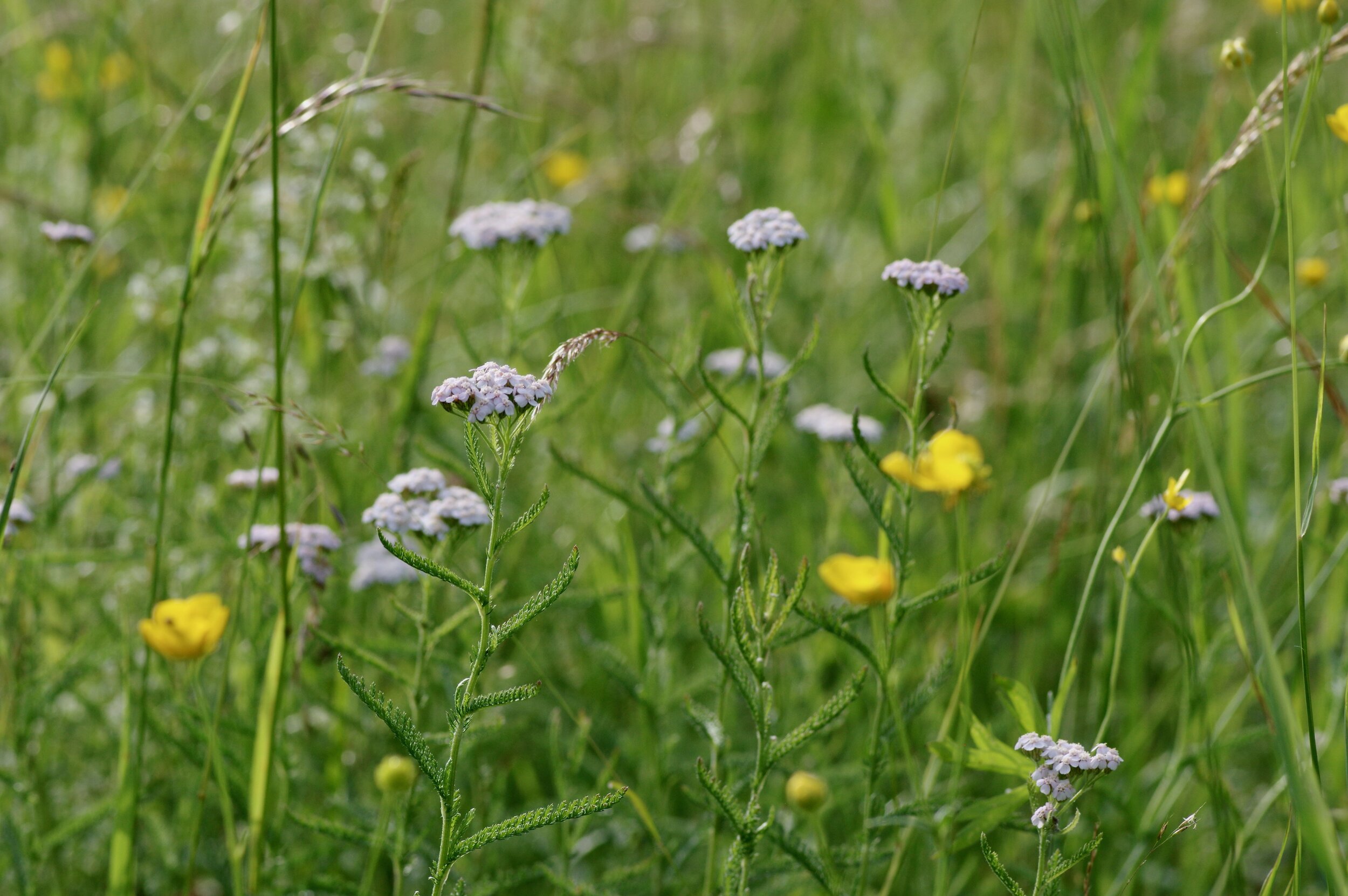 Achillea millefolium