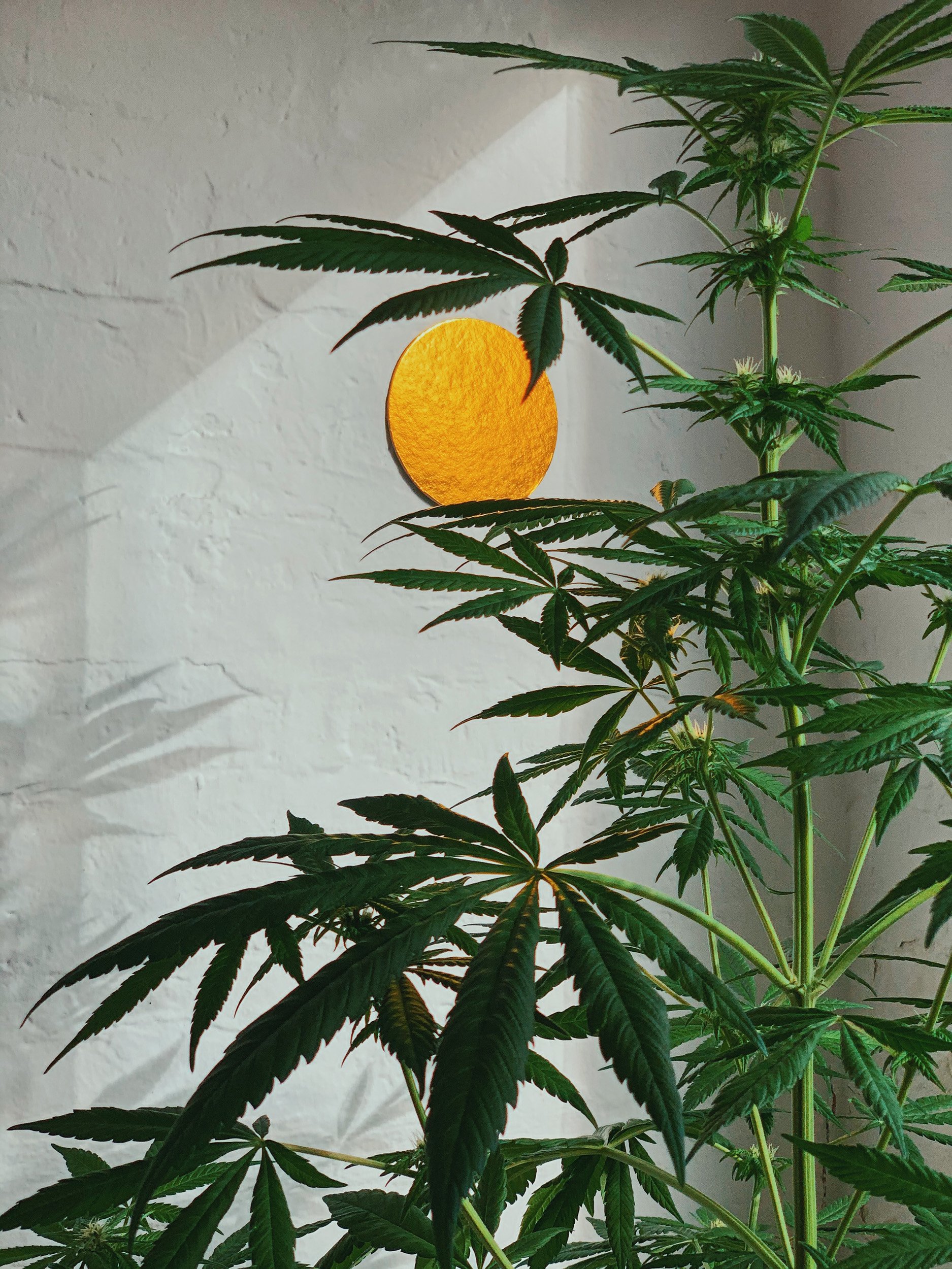Cannabispflanze: ein praktischer Cannabis-Überblick