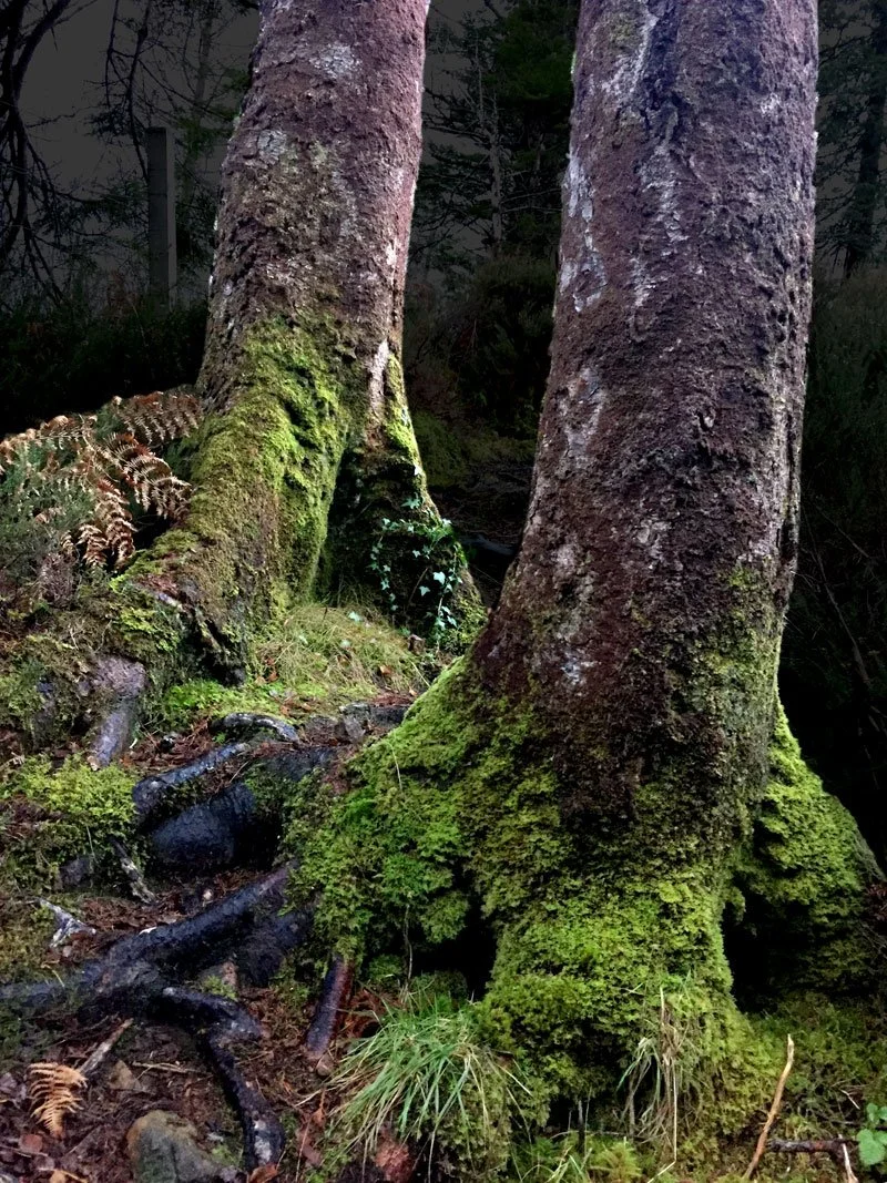 Free Grounding Exercise & Visualisation | Feeling Your Roots