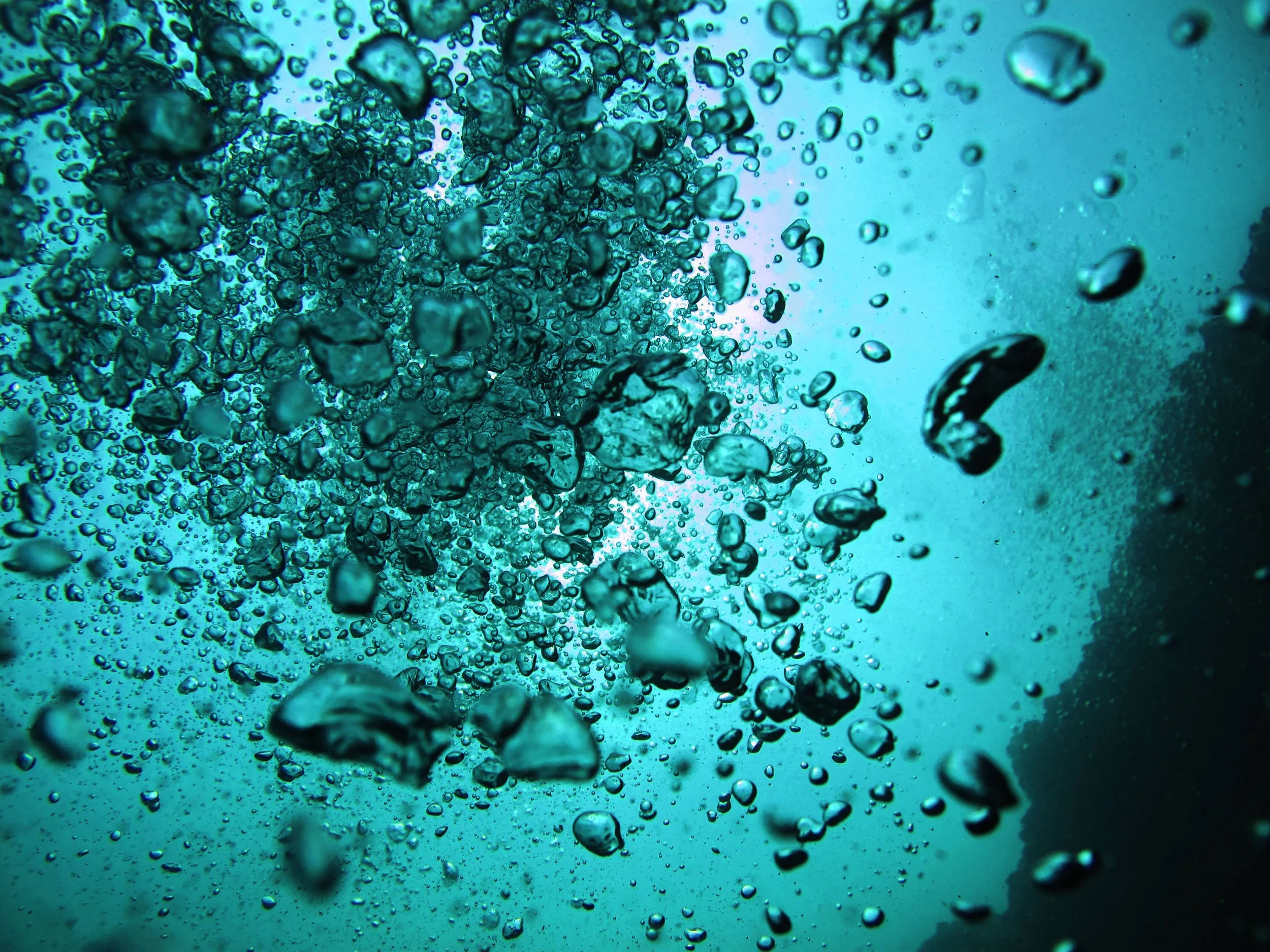 Free sea swim lesson